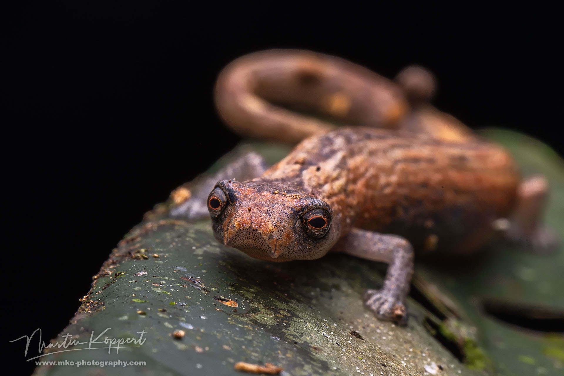 Netropical Salamander Yasuni Amazon Ecuador