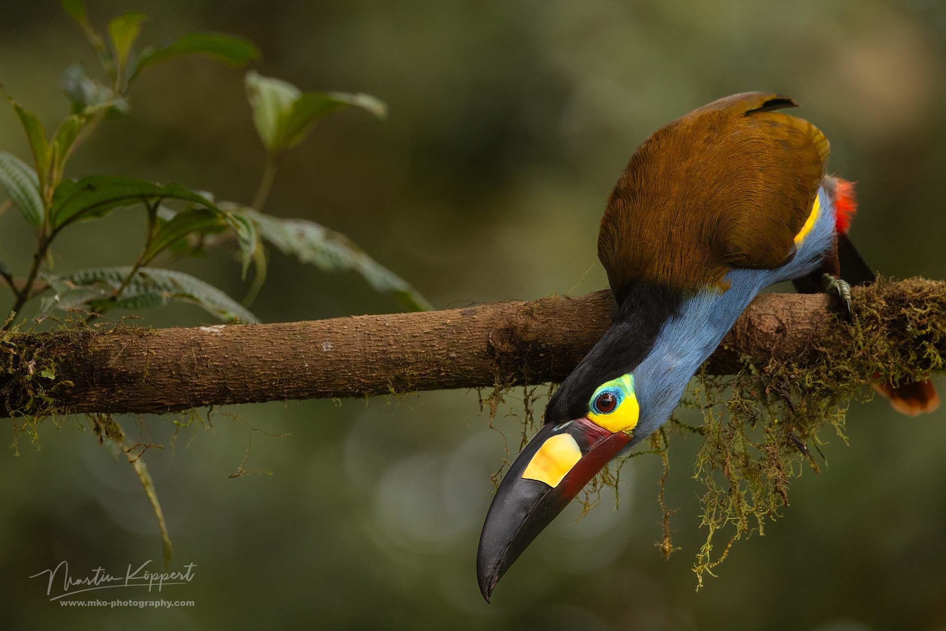 Plate billed mountain Toucan_Mindo Cloud Forest_Ecuador