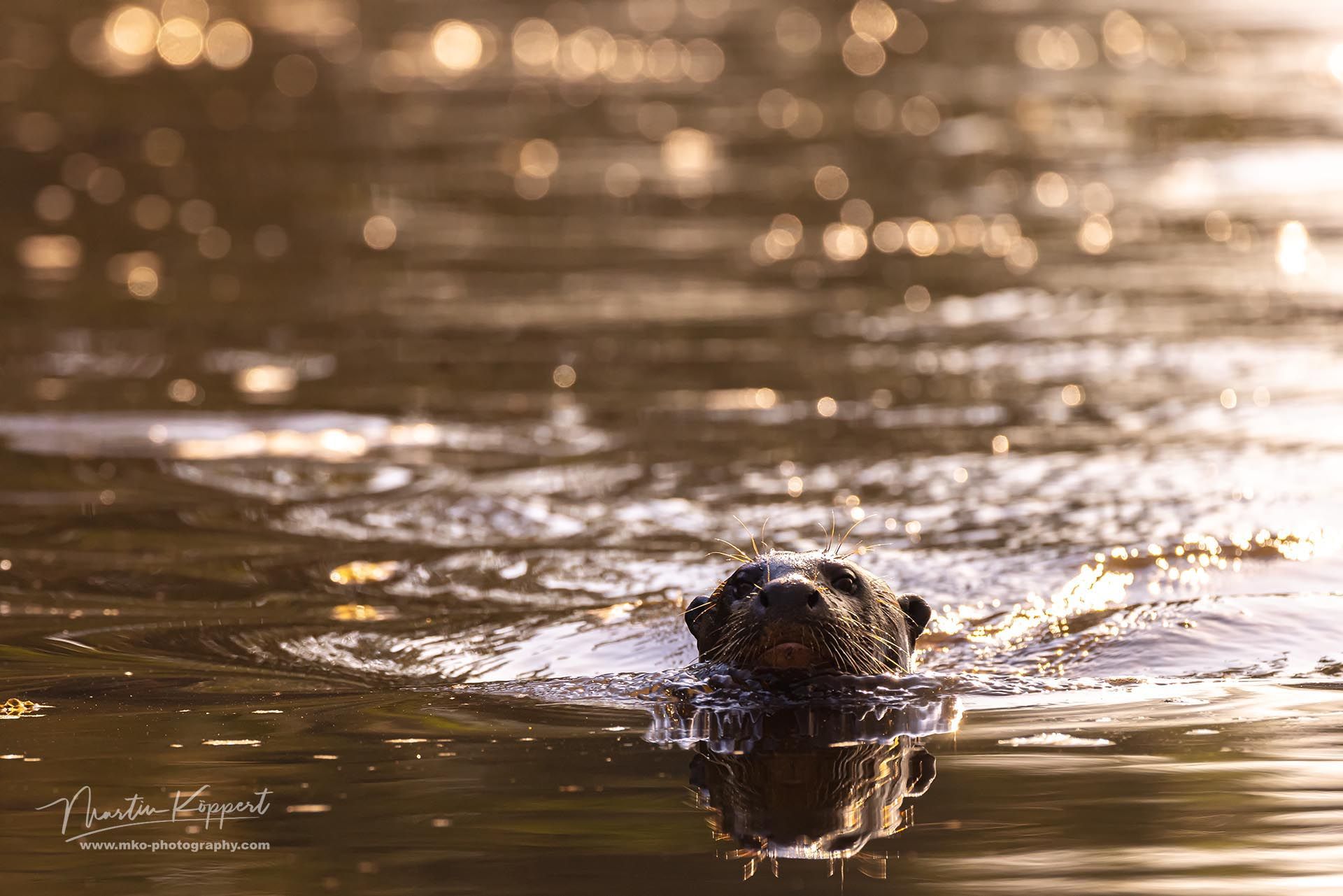 Giant River Otter PJ Pantanal Brazil