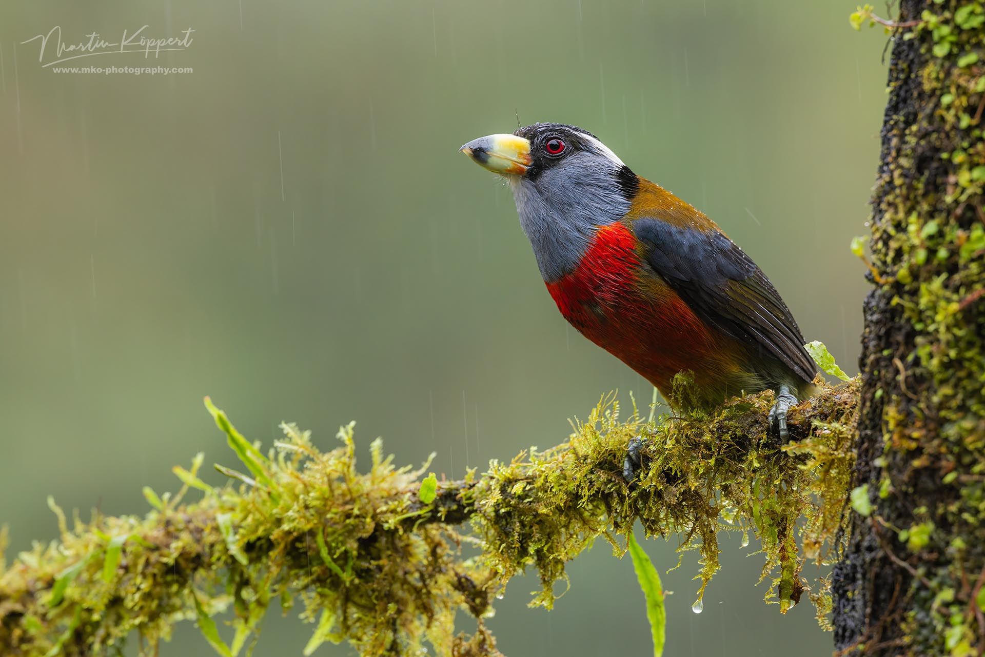 Toucan Barbet_Choco Rainforest_Ecuador