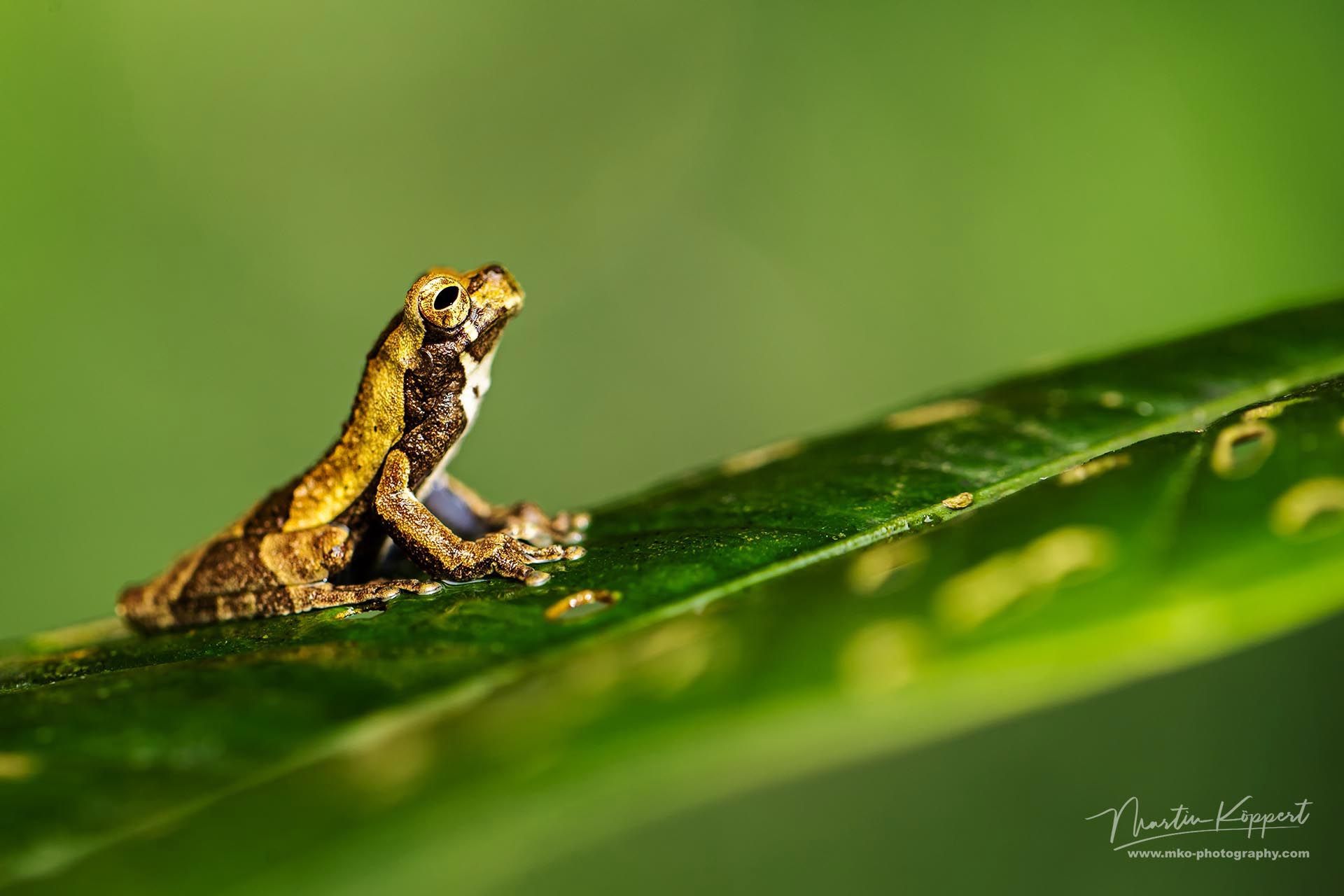 Eirunepe-snouted_Tree_frog_Amazon_Ecuador