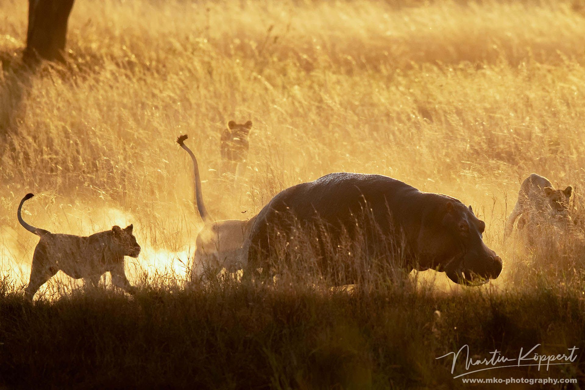 Lion Hunting Hippo Serengeti North Tanzania