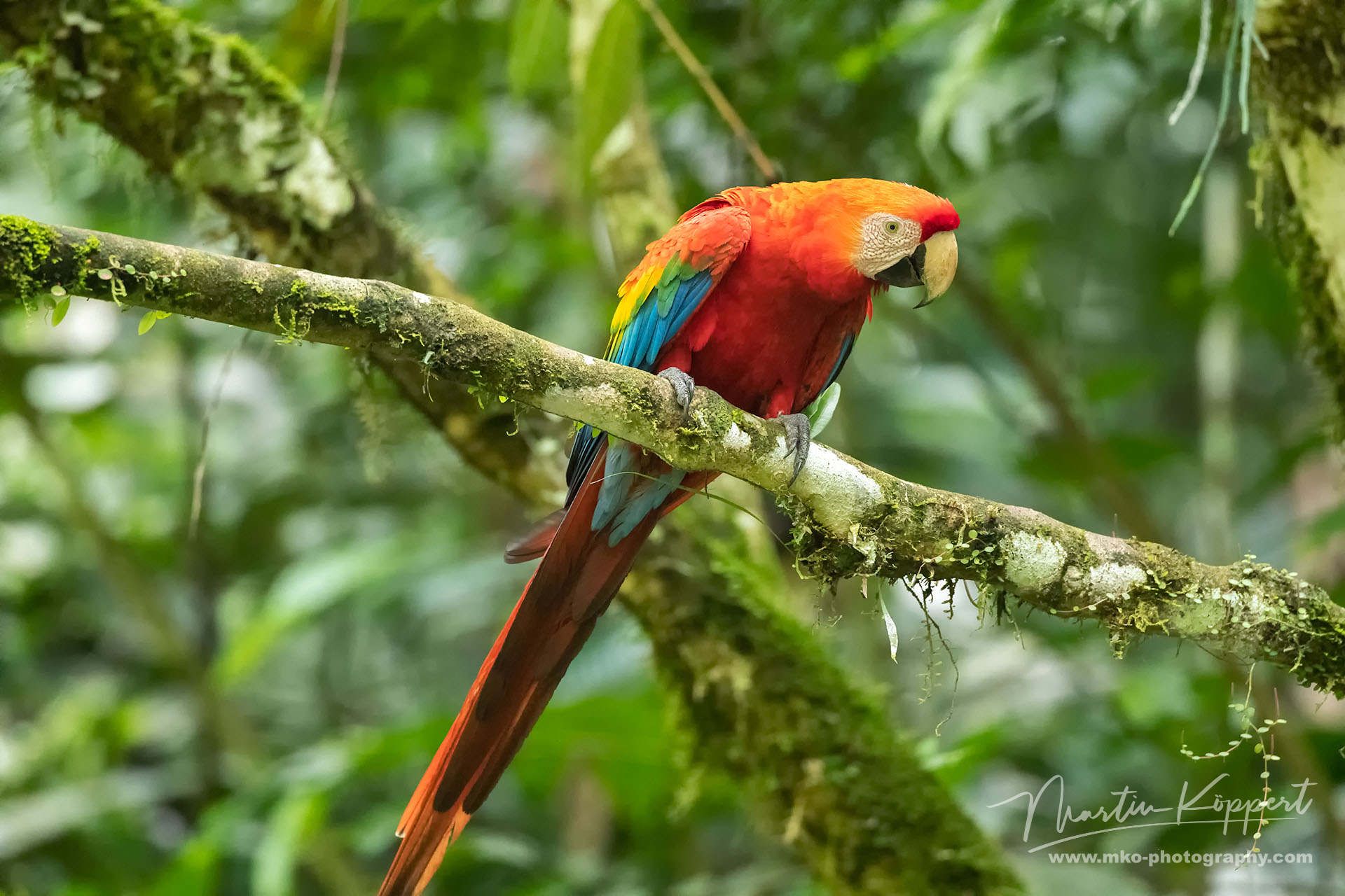 Scarlet Macaw Yasuni Amazon Ecuador