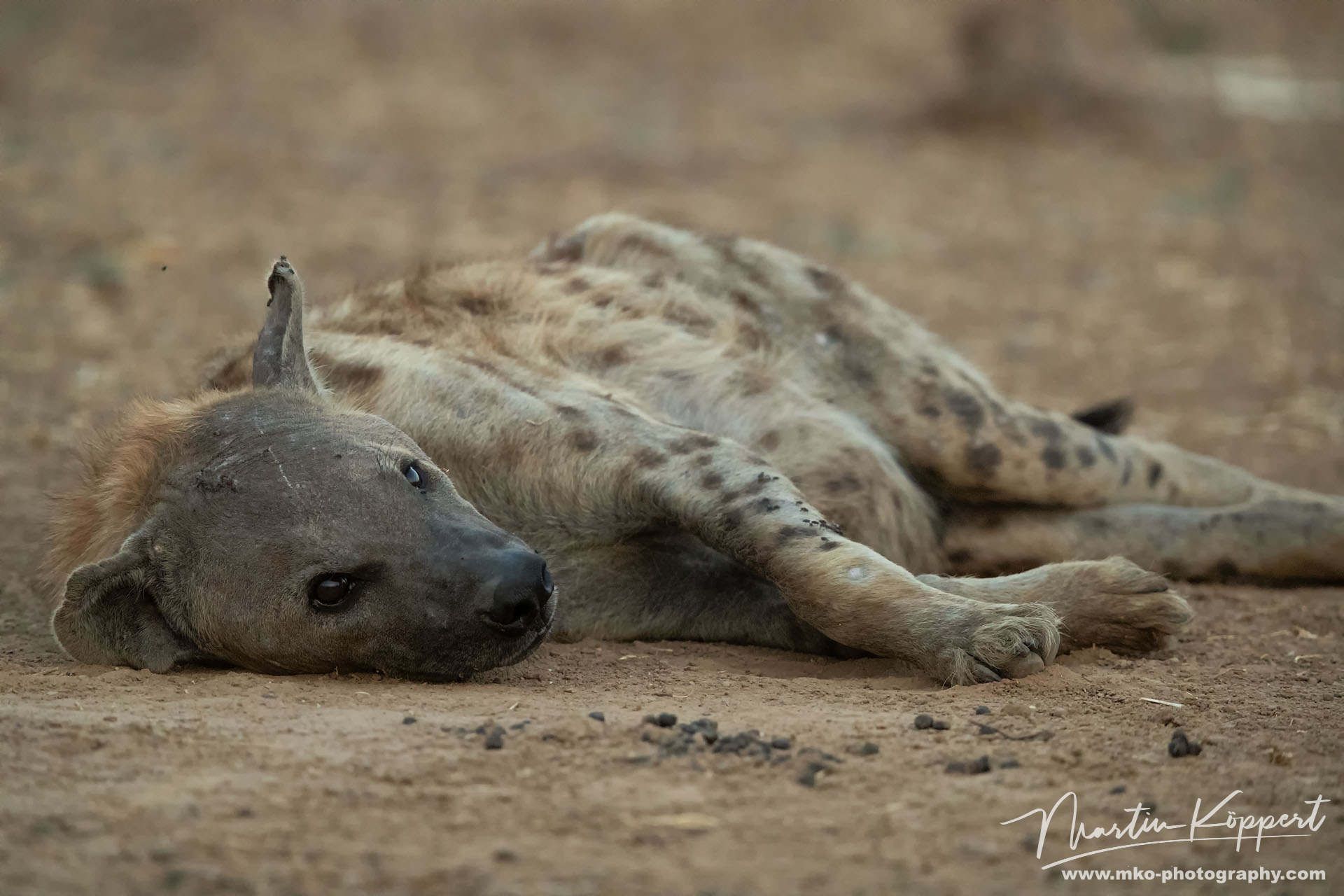 Hyena Mana Pools North Zimbabwe