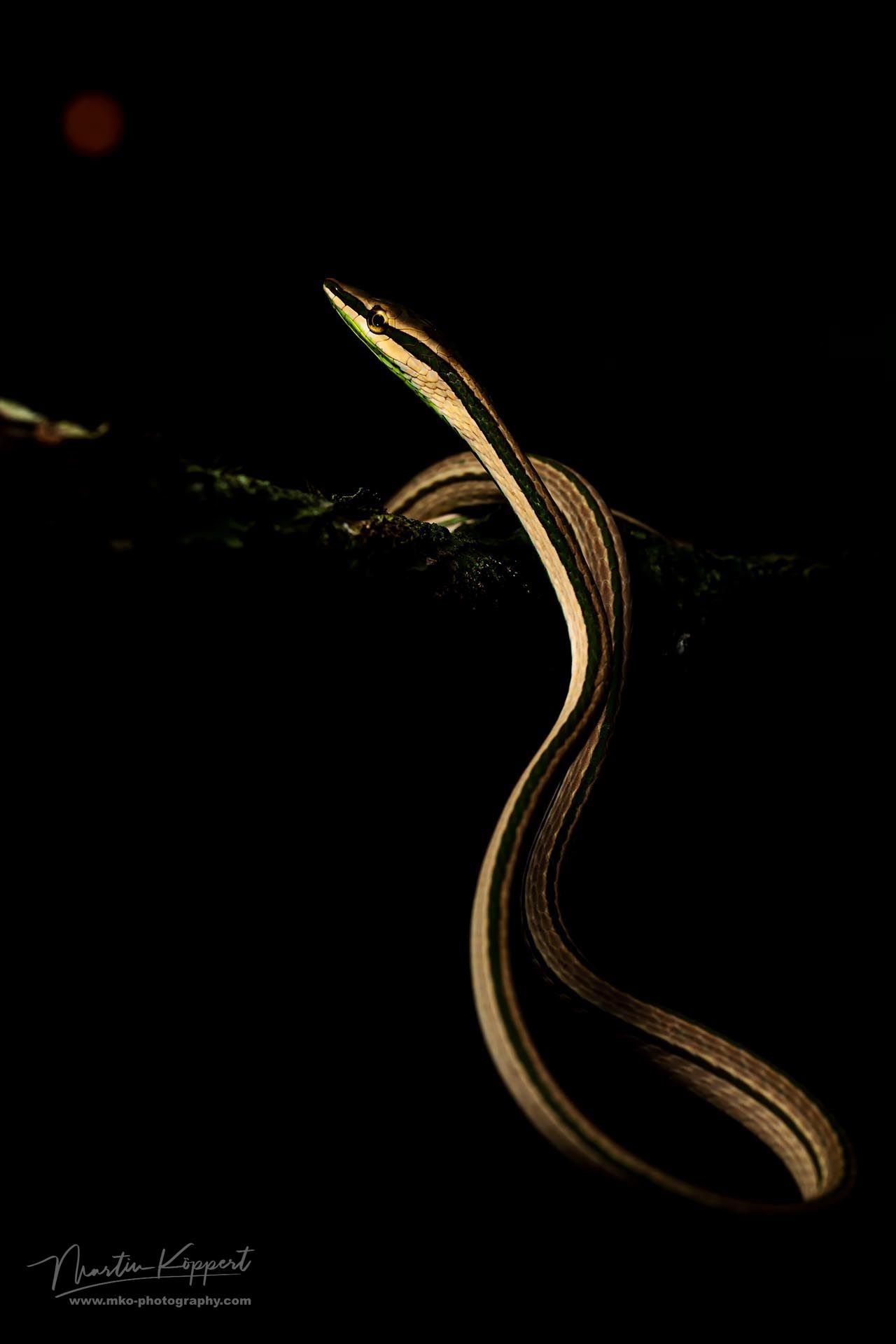 Striped-Vine_Snake_Amazon_Yasuni_Ecuador