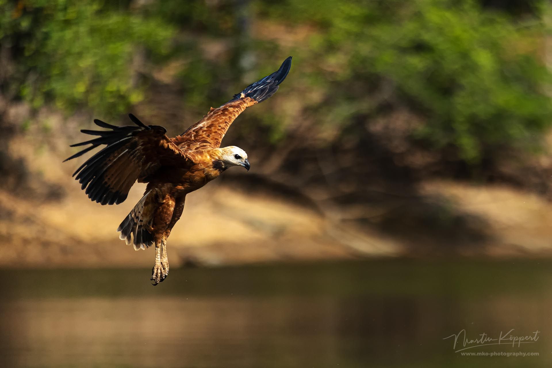 Black-collared_Hawk_MG_Pantanal_Brazil