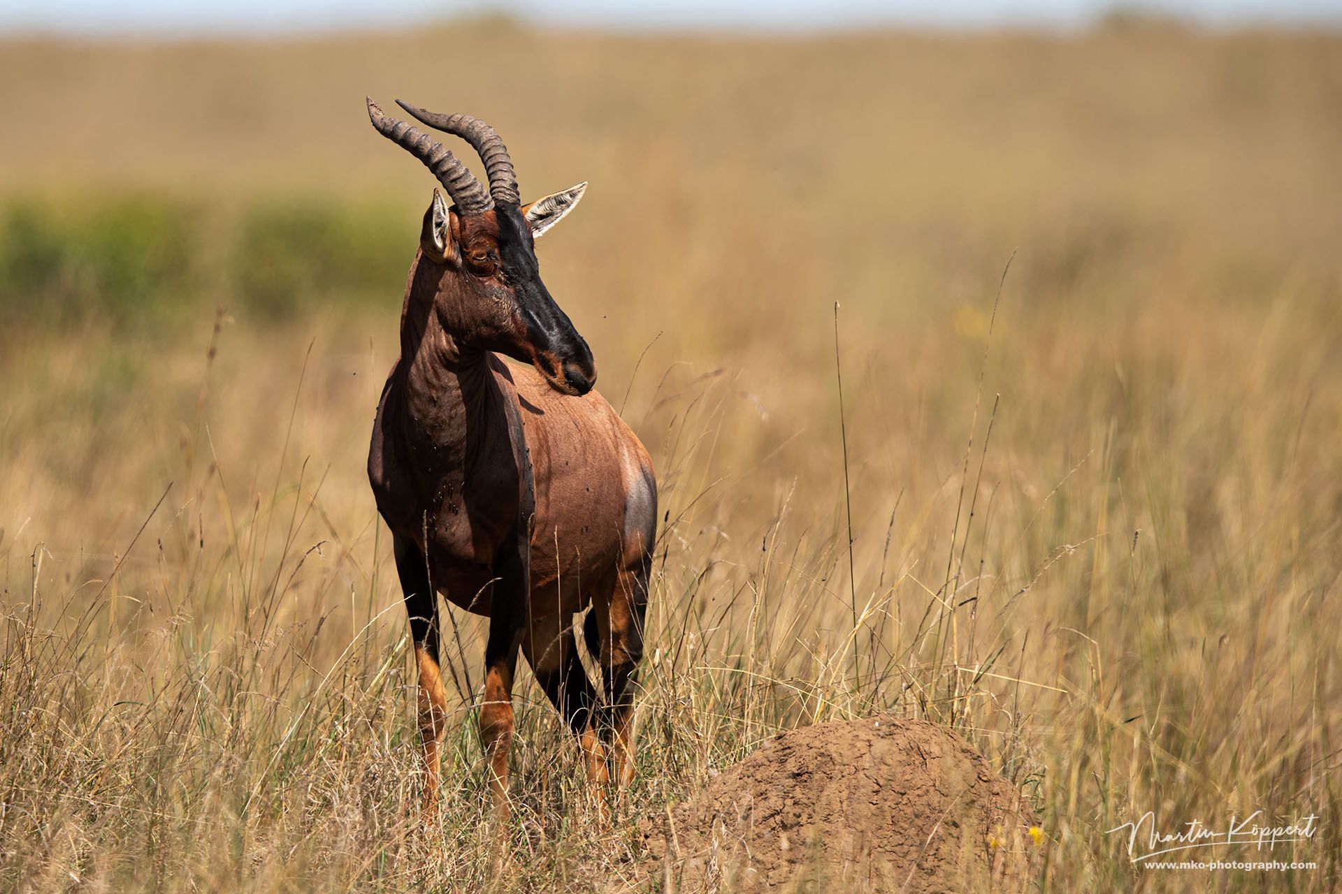 Topi Antilope Masai Mara South Kenya