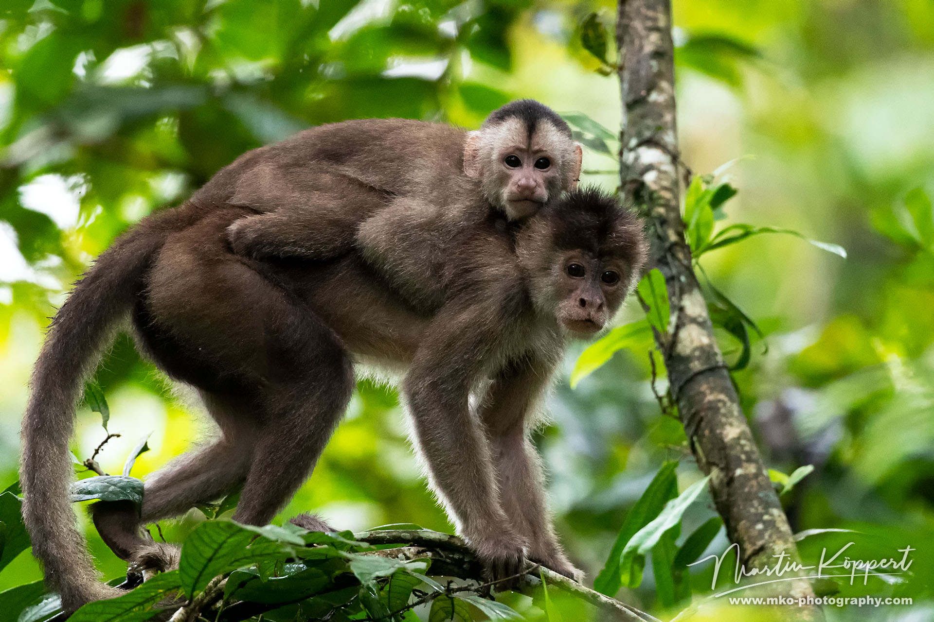 White Fronted Capuchin Monkey Yasuni Amazon Ecuador