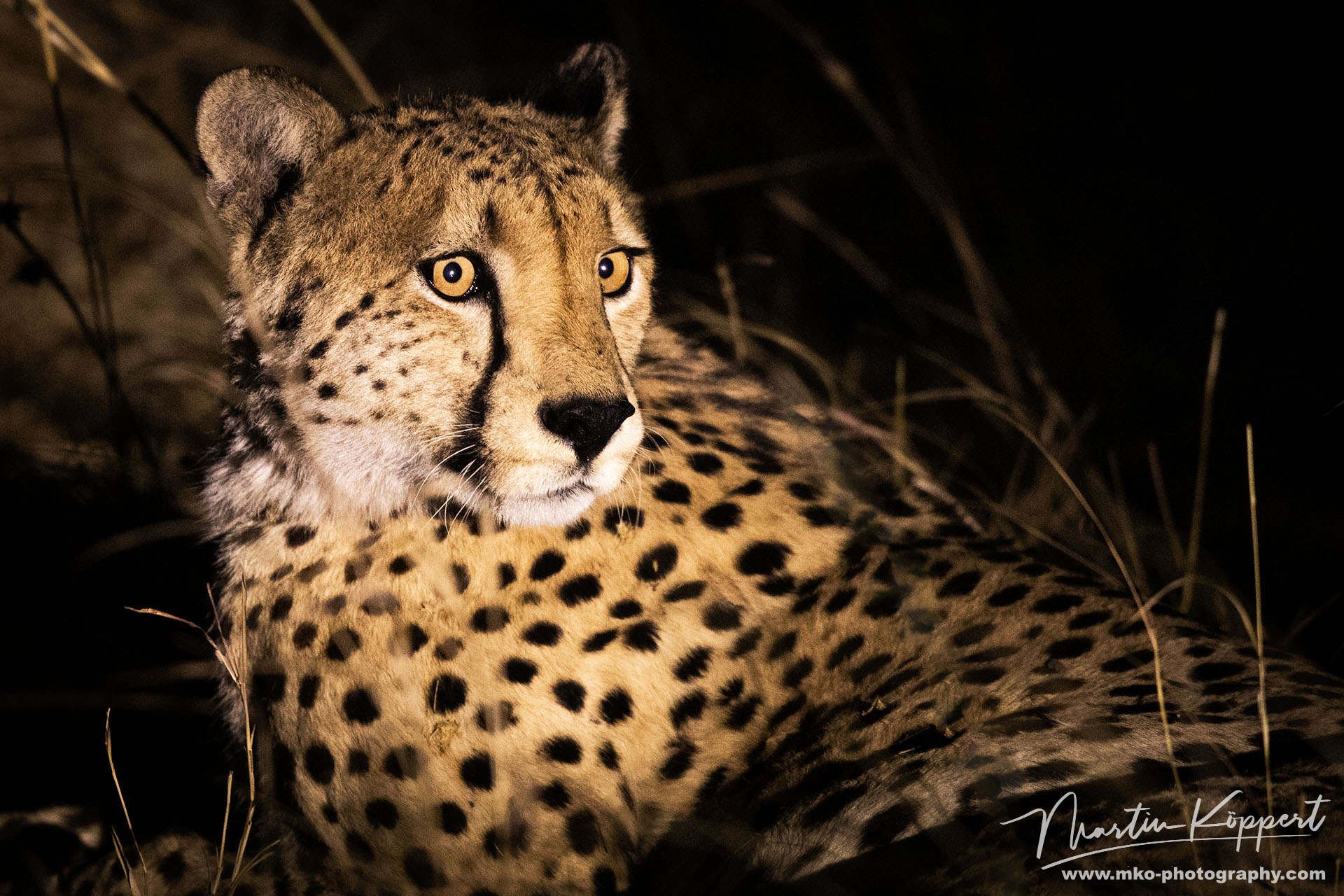 Cheetah Hwange NP Northeast Zimbabwe