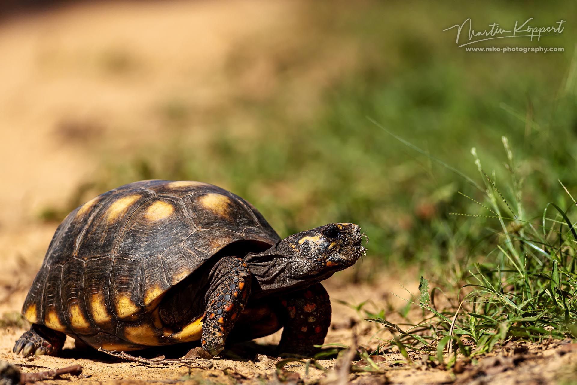 Red-footed_tortoise_PV_Pantanal_Brasil