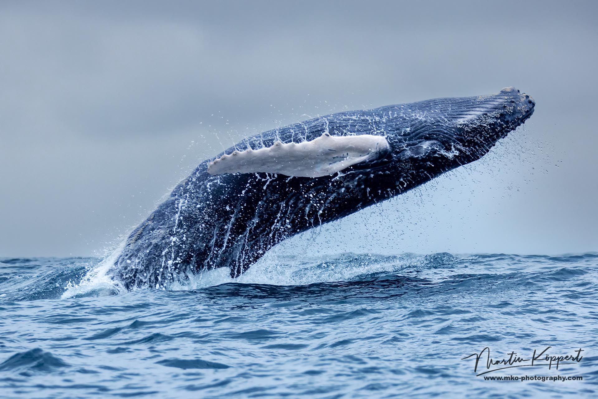 Humpback_Whales_Ecuador