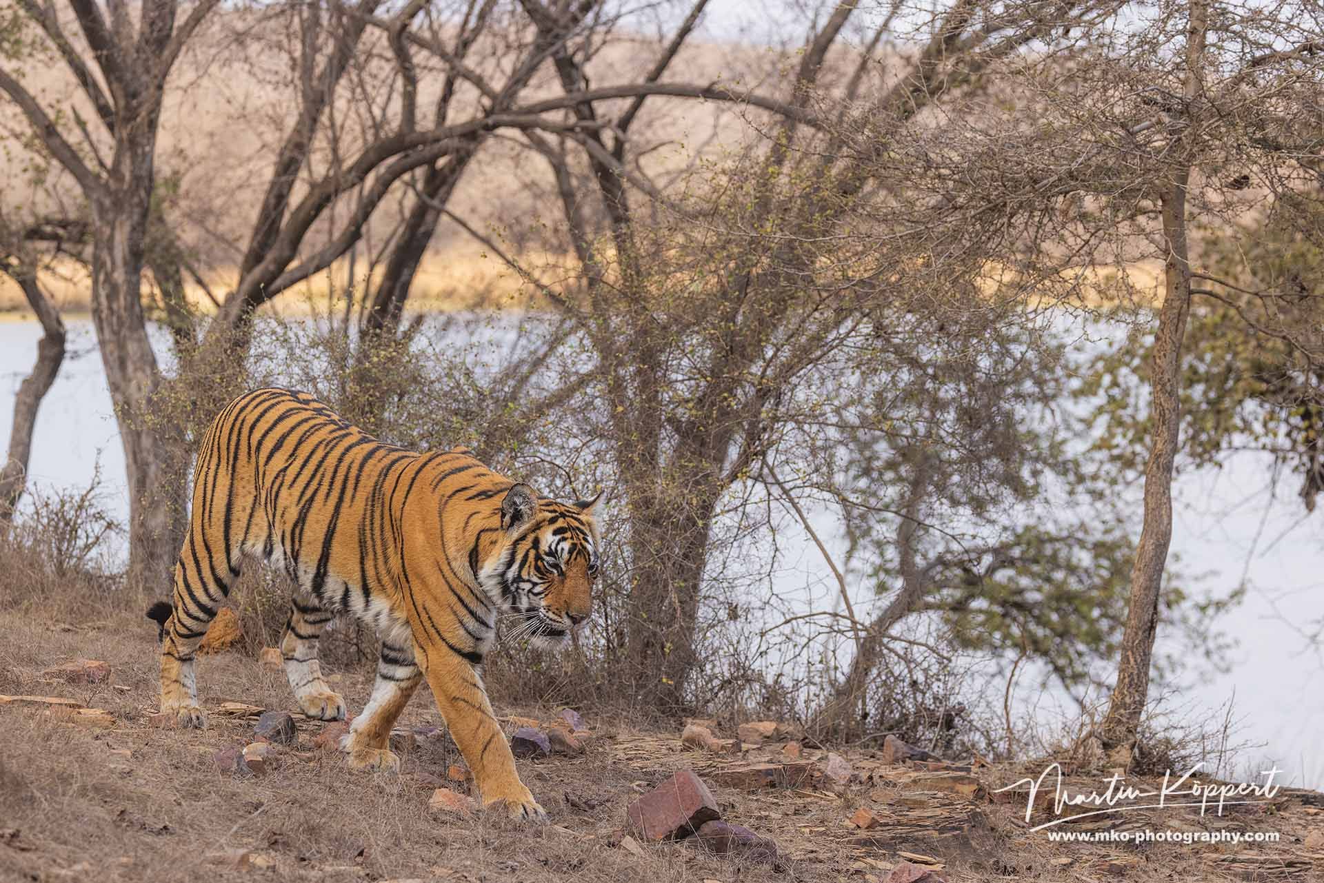 Bengal_Tiger_Panthera_tigris_tigris_Ranthambore_India