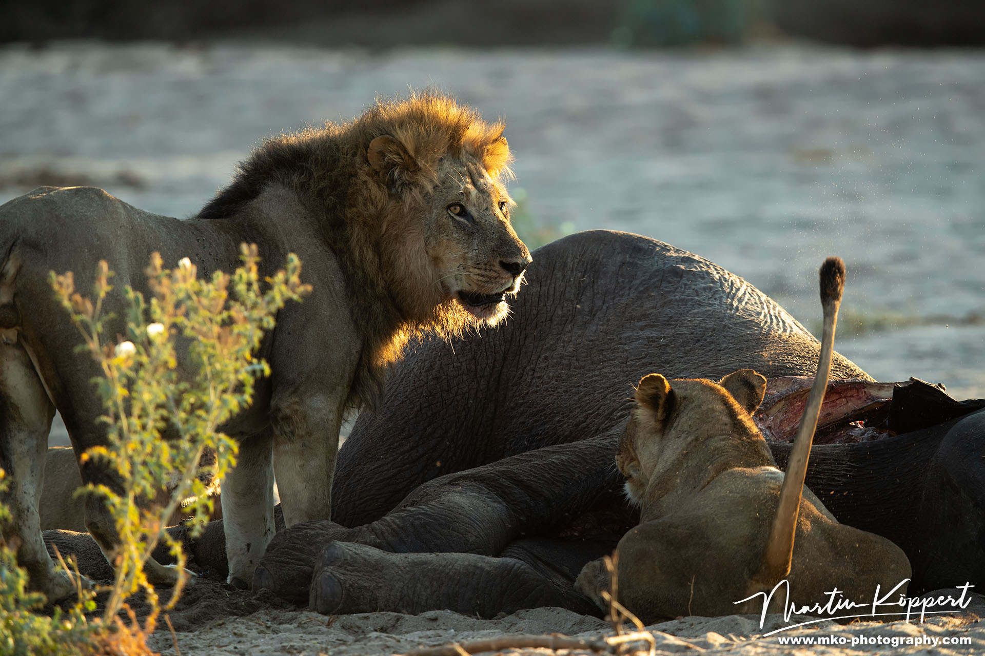 Lion Kavinga Mana Pools North Zimbabwe