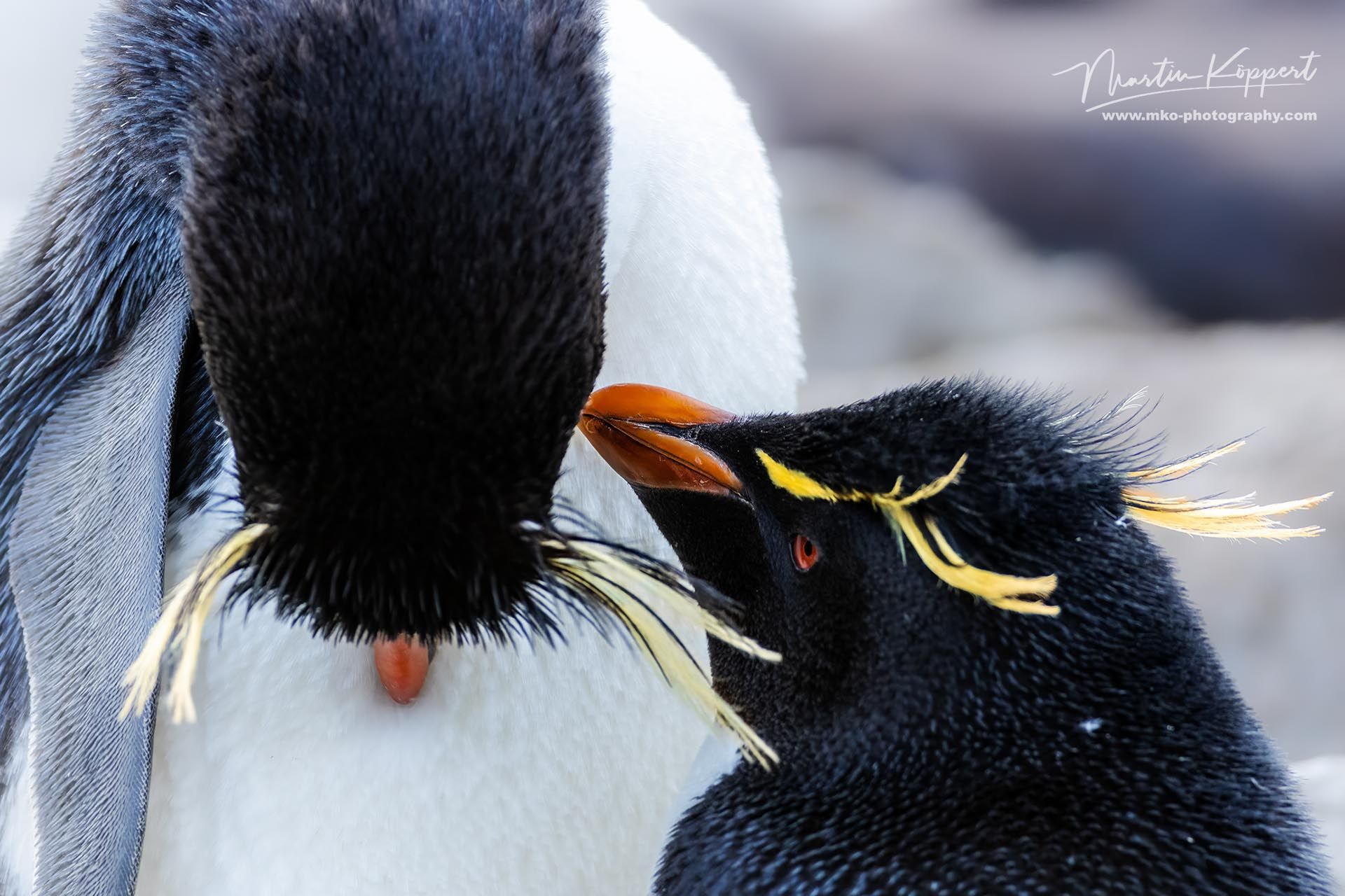 rockhopper_penguin_Eudyptes_chrysocome_Falkland_Island