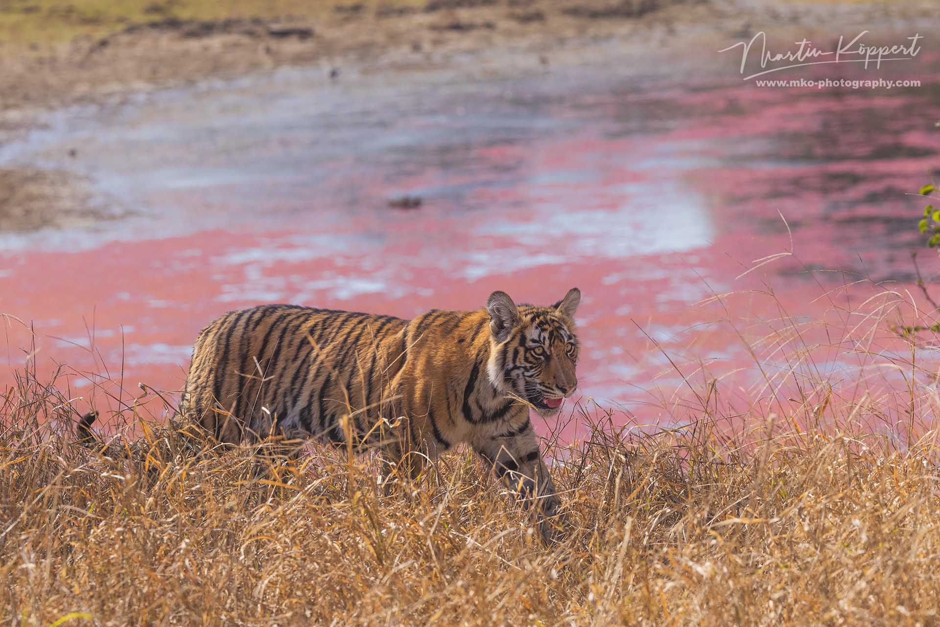 Bengal_Tiger_Panthera_tigris_tigris__Ranthambore_India