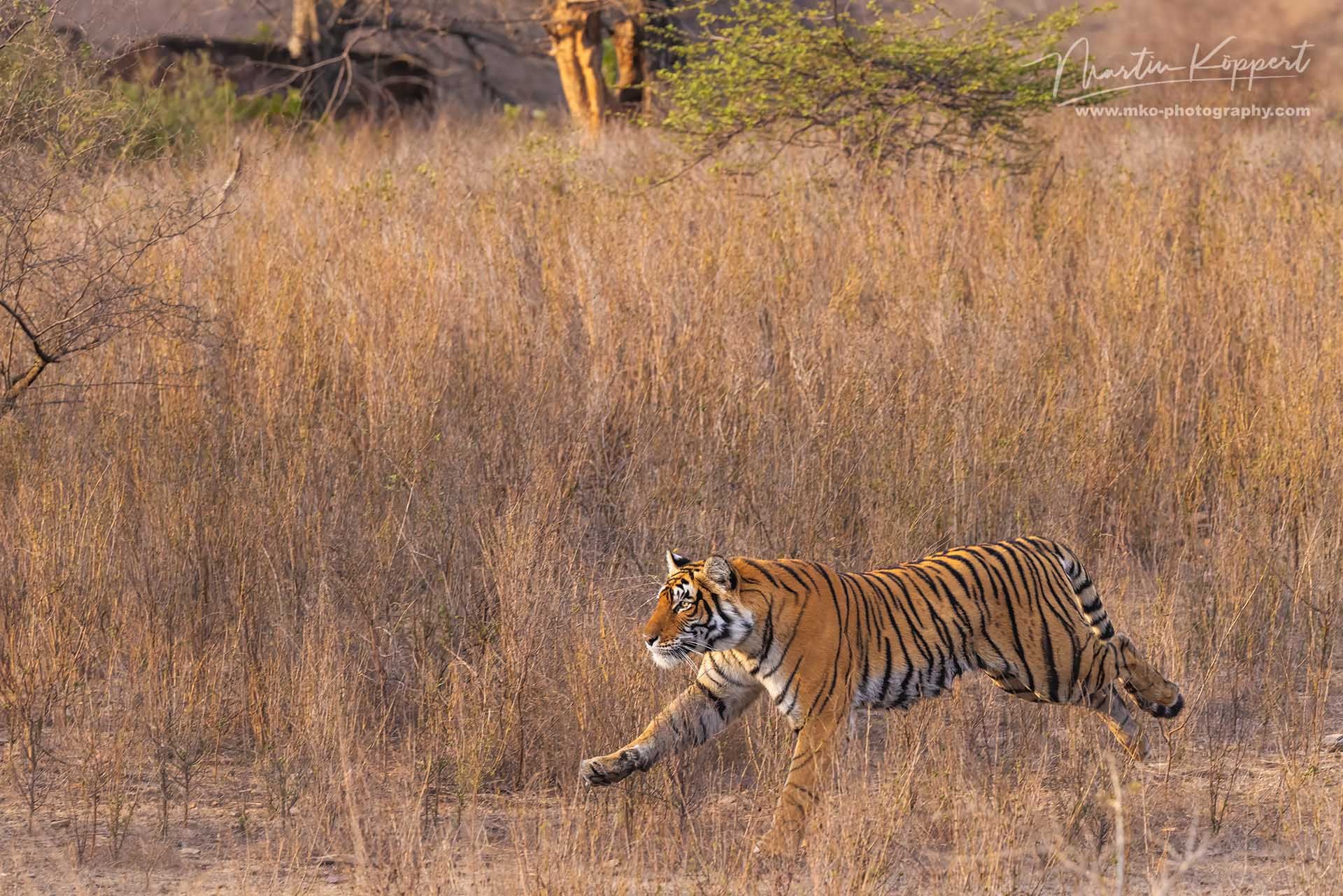 Bengal_Tiger_Panthera_tigris_tigris_Ranthambore_India