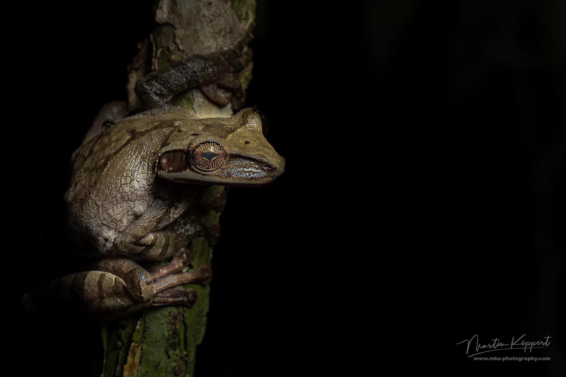 Basin_Tree_Frog_Amazon_Yasuni_Ecuador