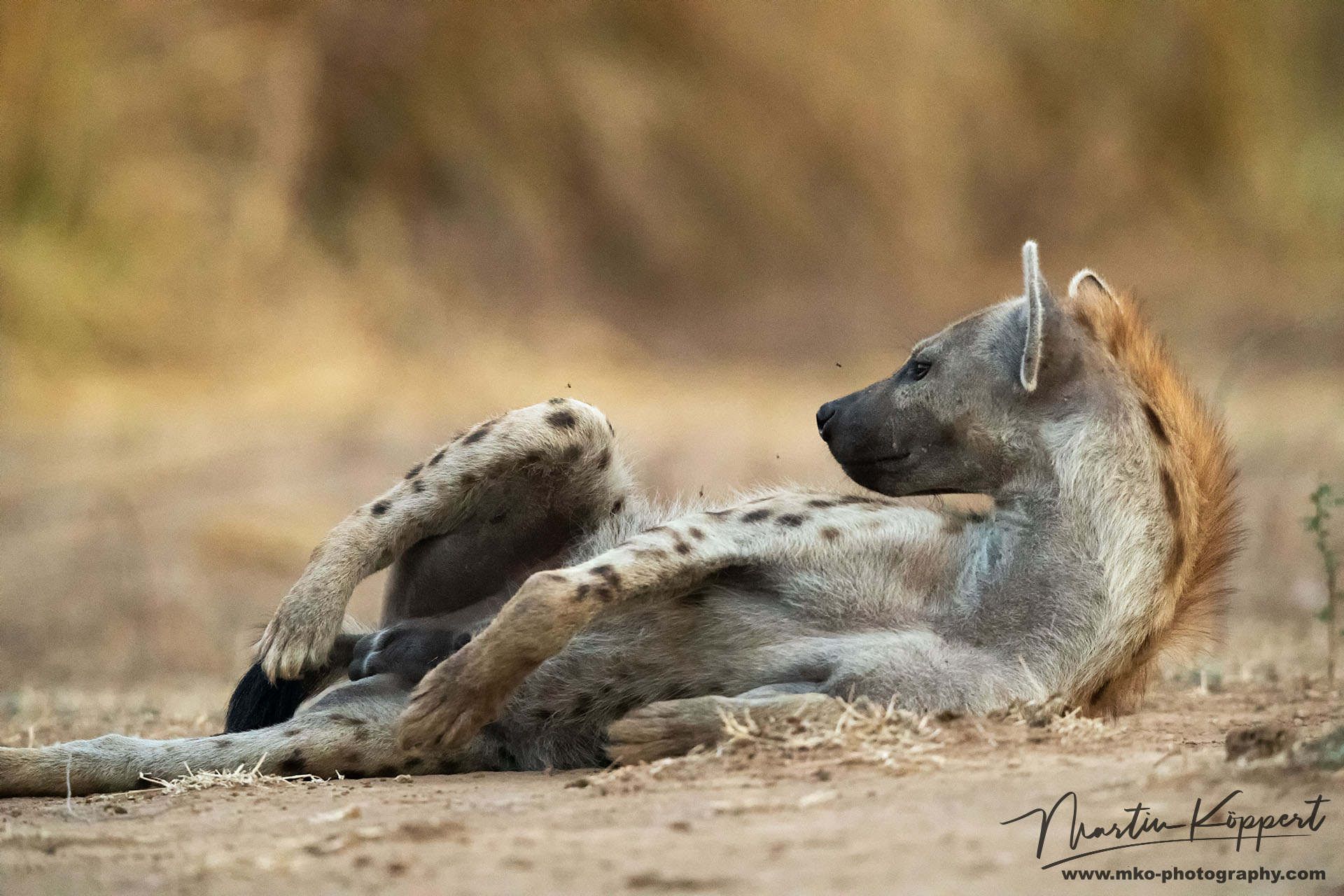Hyena Mana Pools North Zimbabwe