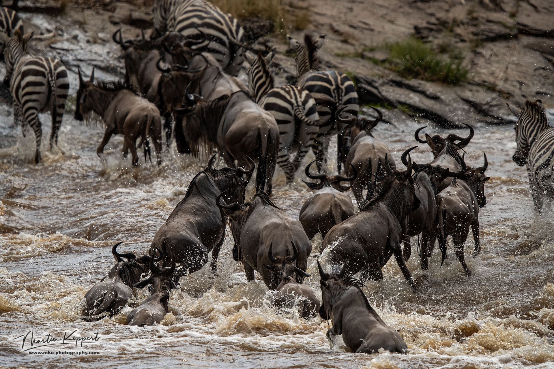 Great Migration Masai Mara South Kenya