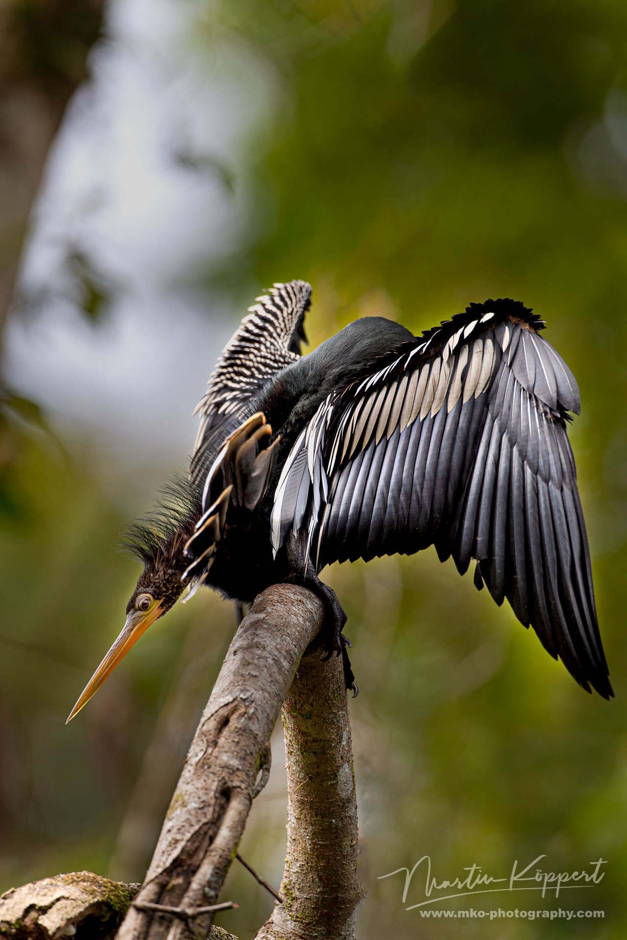 Anhinga Bird Yasuni Amazon Ecuador