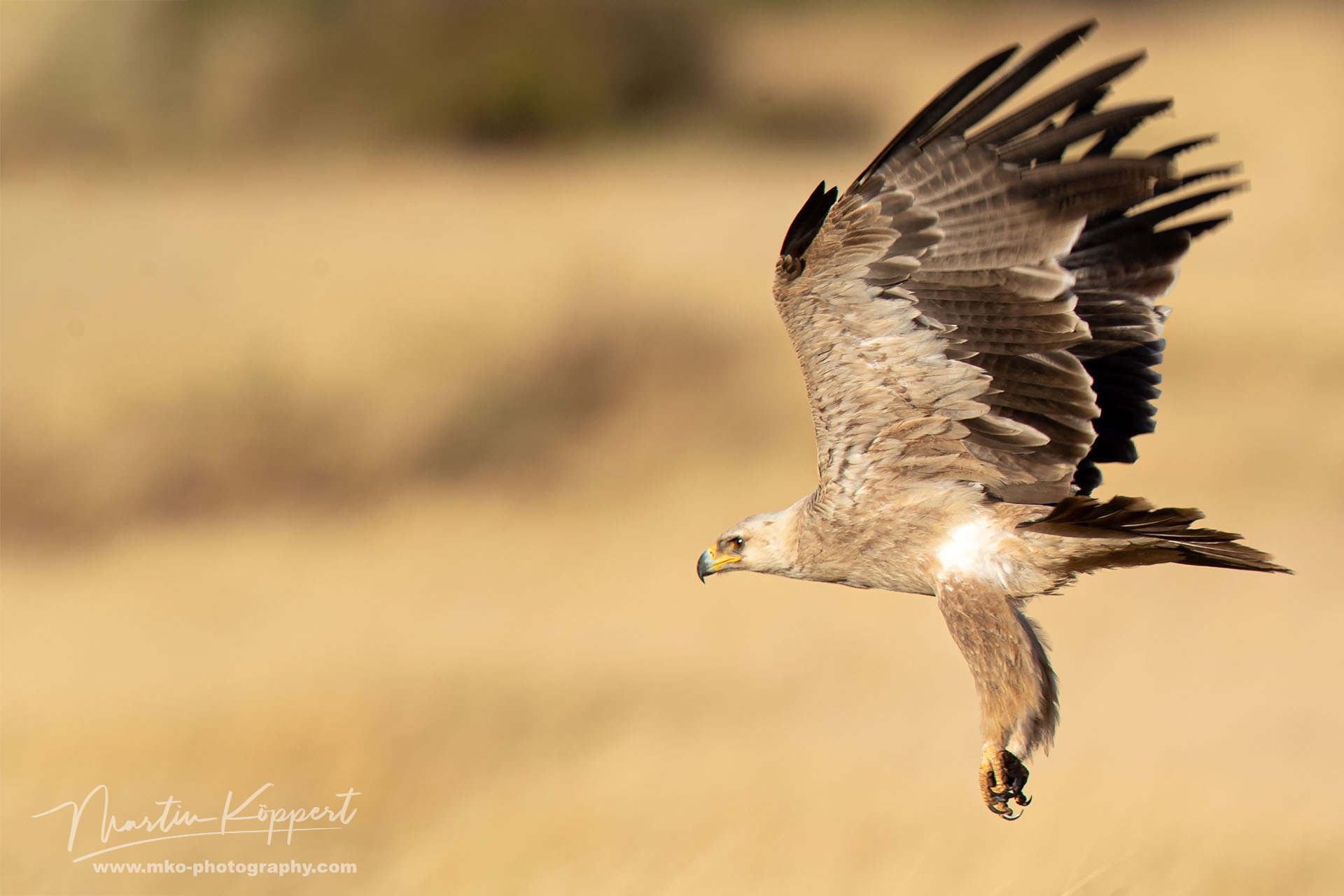 Tawny Eagle Hunting Samburu NP Central Kenya