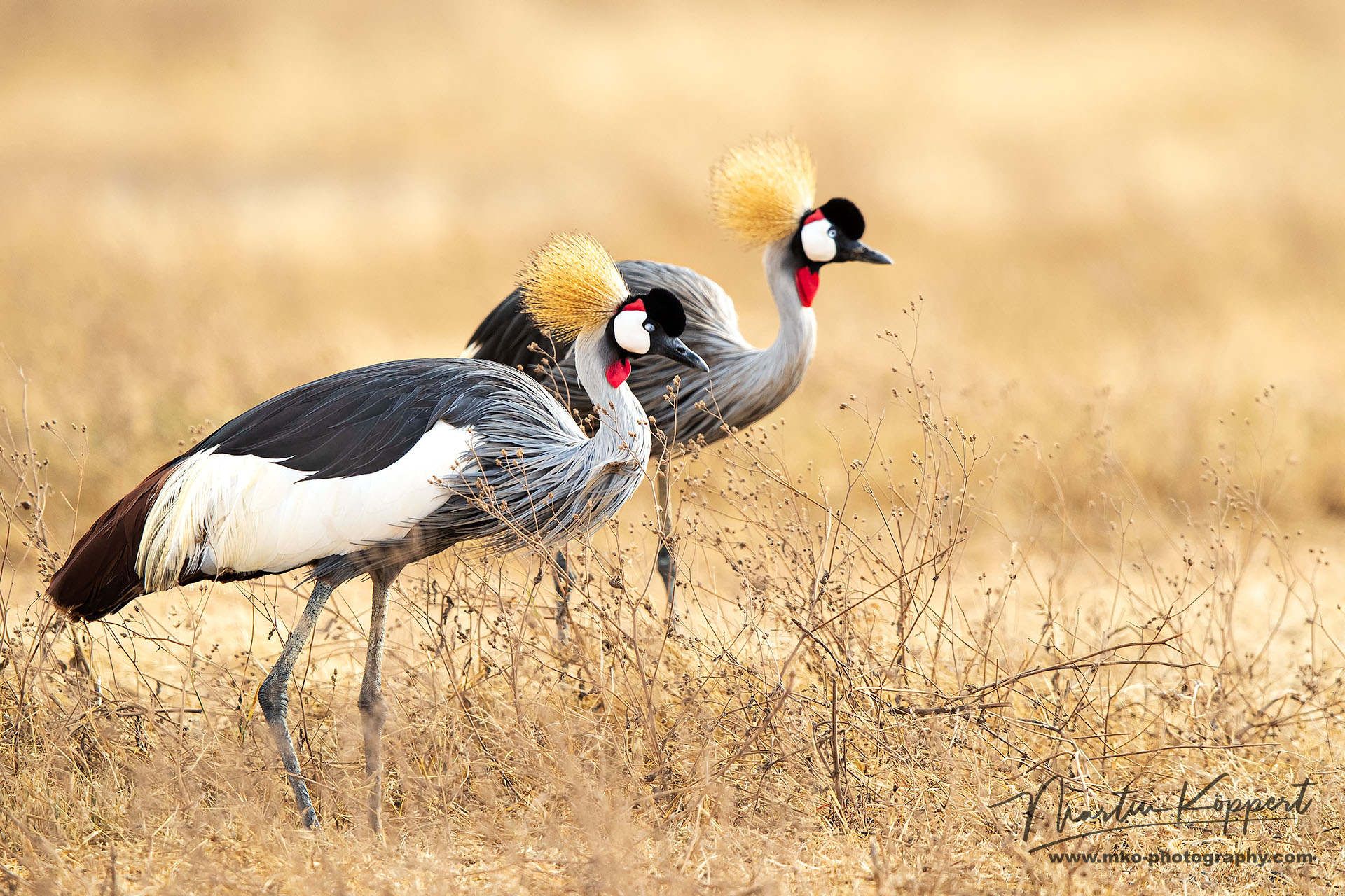 Grey Crowned Crane Ngorongoro Crater North Tanzania