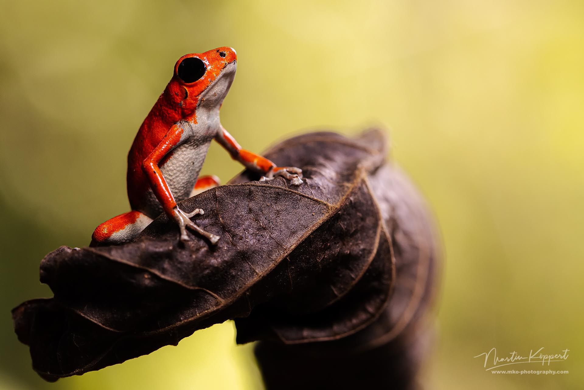 Strawberry_Poison-dart_Frog_Boca_del_Toro_Panama