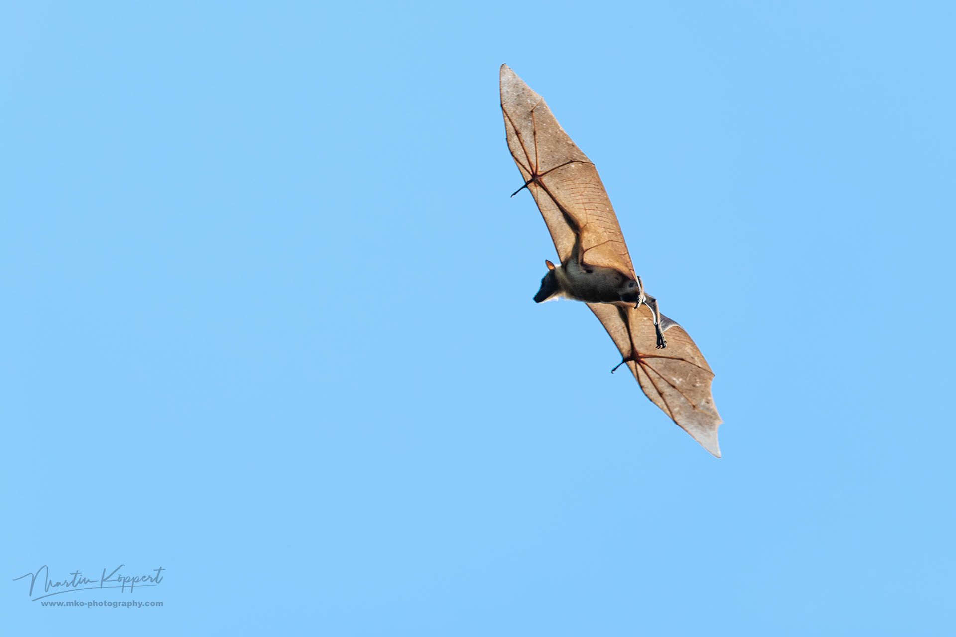 Bats Kasanka NP Zambia