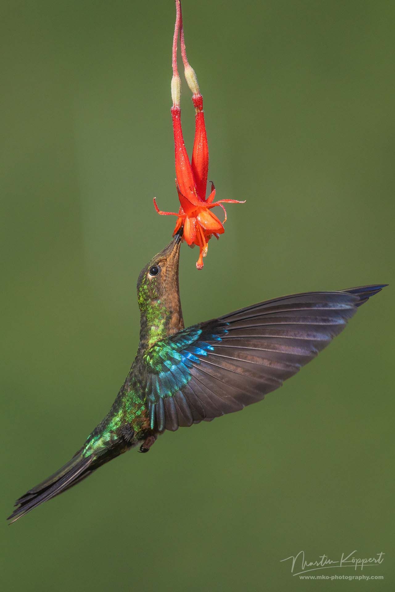 Great Sapphirewing_Mindo Cloud Forest_Ecuador