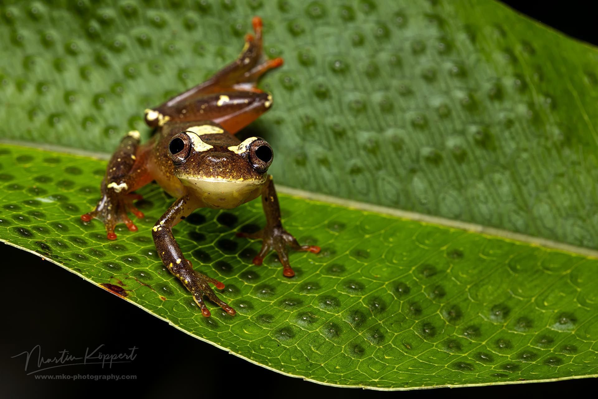 Dendropsophus_sarayacuensis_Amazon_Colombia