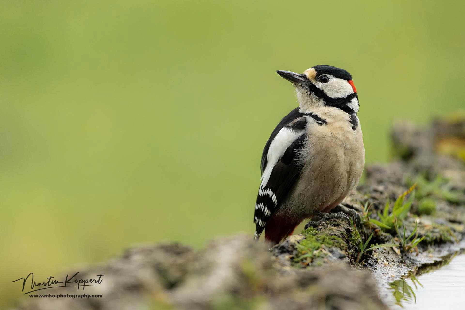 Greater-spotted_Woodpecker
