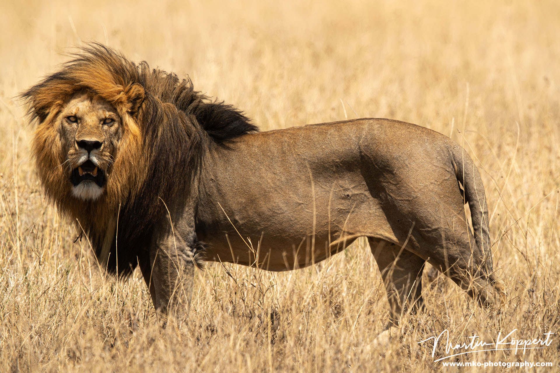Lion Serengeti North Tanzania
