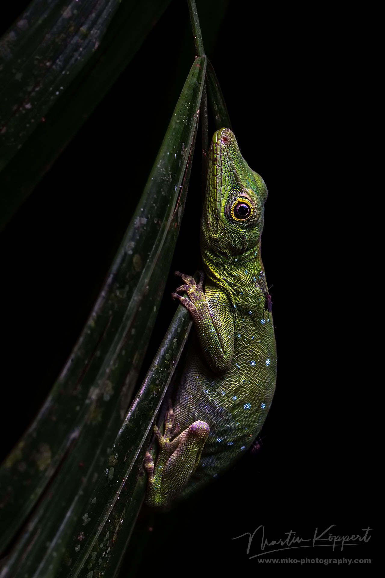 Spotted Anole Lizard Yasuni Amazon Ecuador