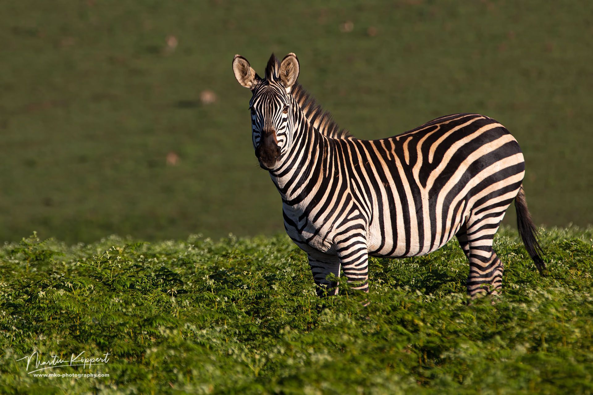 Zebra Nyika NP North Malawi