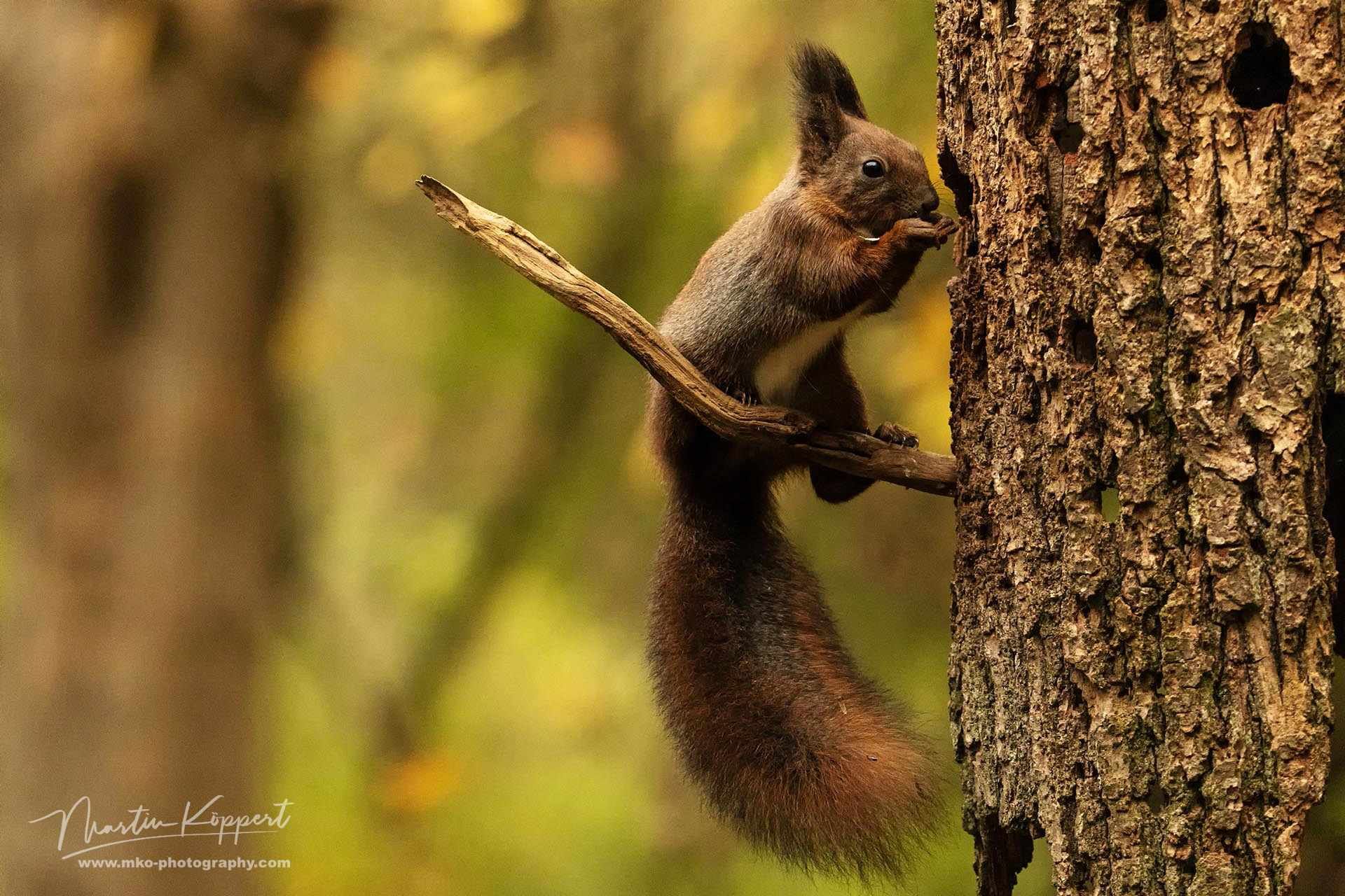 Squirrel_Bialowieza_NP_Poland