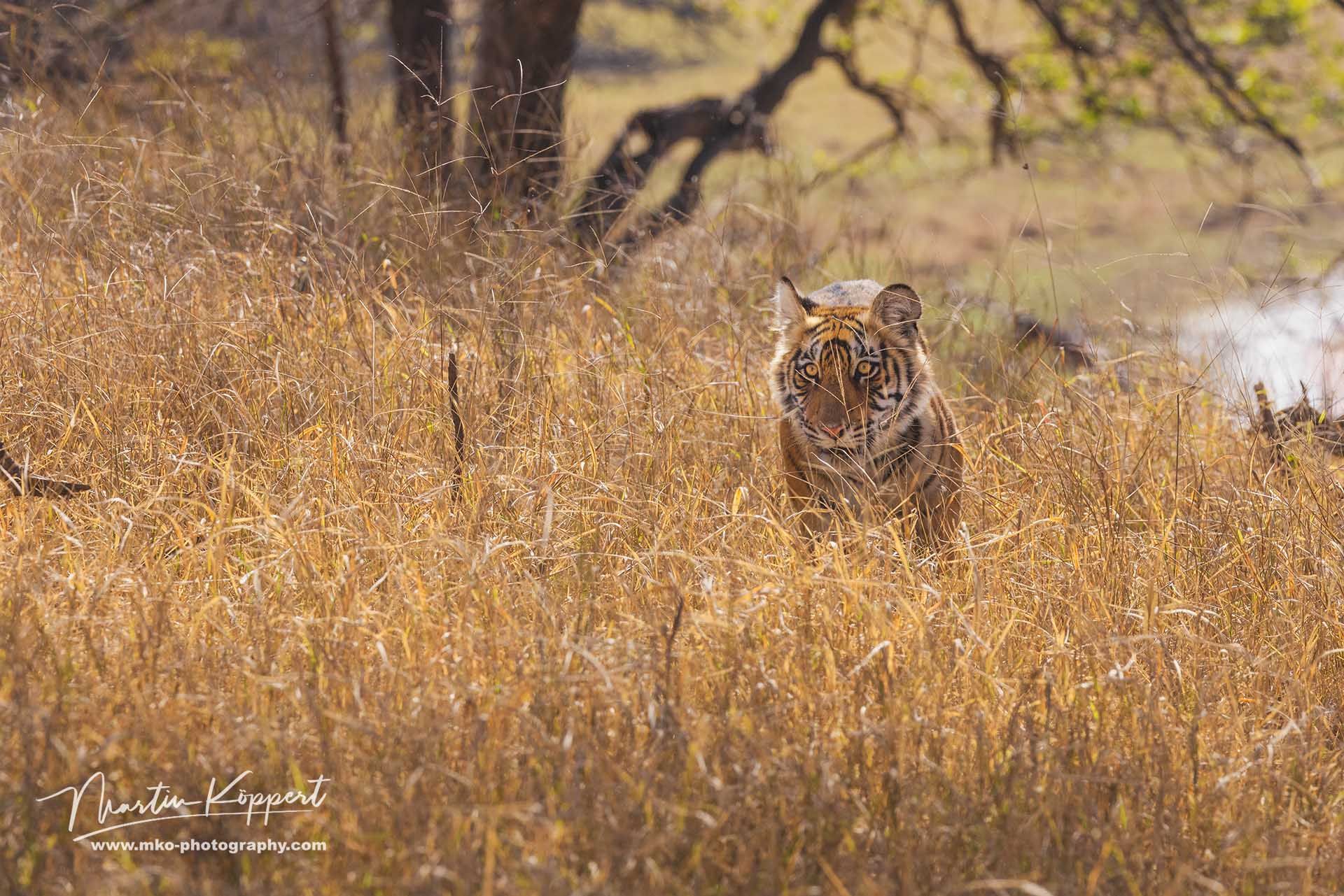 Bengal_Tiger_Panthera_tigris_tigris__Ranthambore_India
