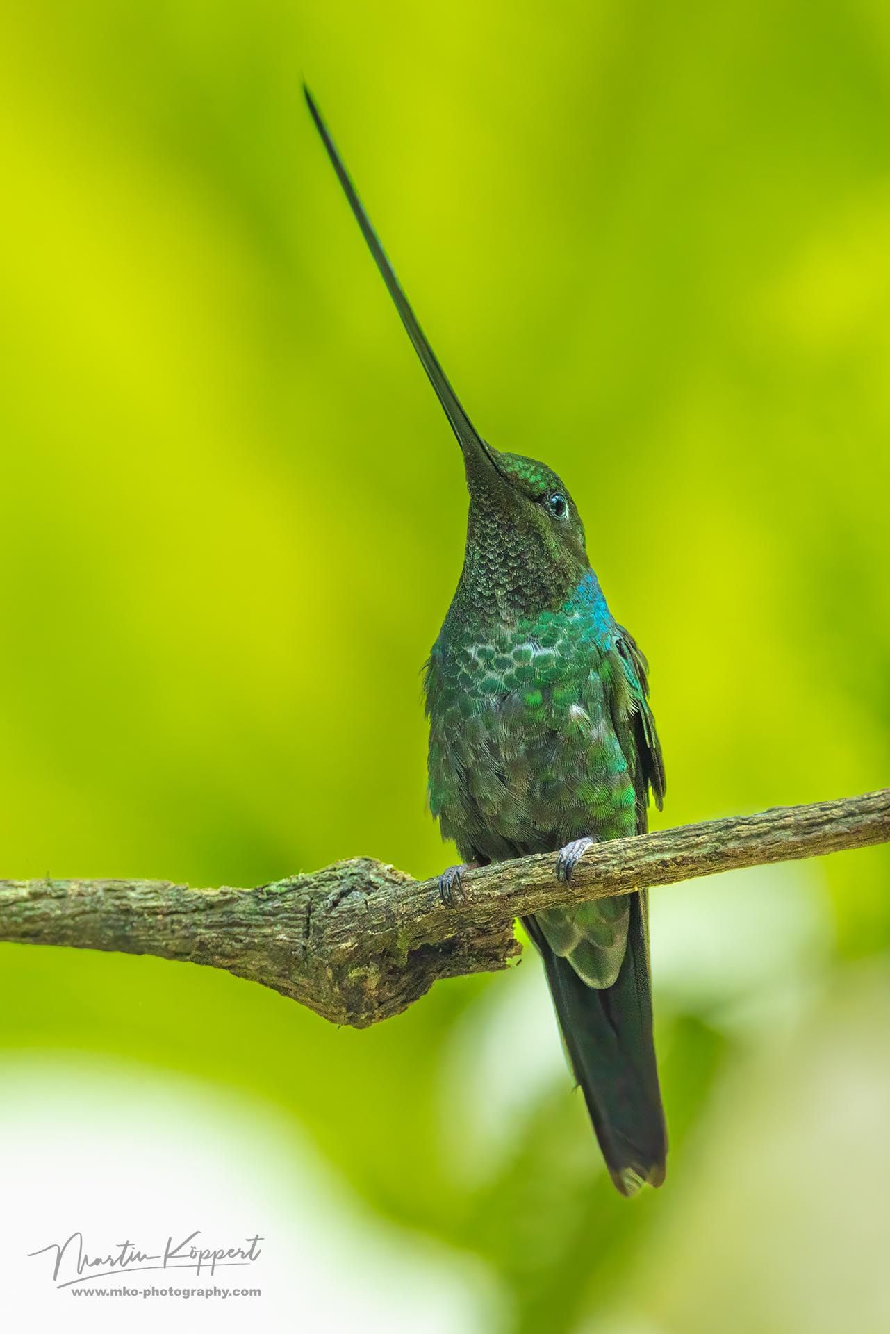 Sword-billed Hummingbird_Mindo Cloud Forest_Ecuador