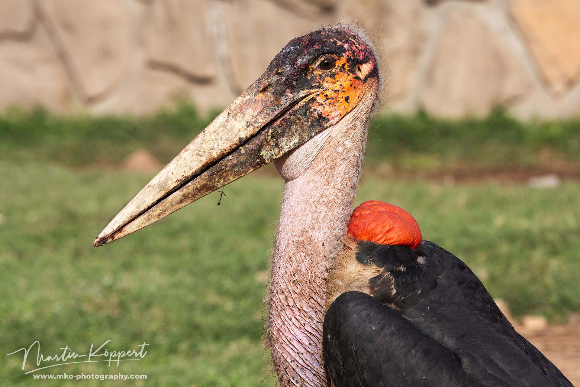 Marabu Stork Awassa Ethiopia