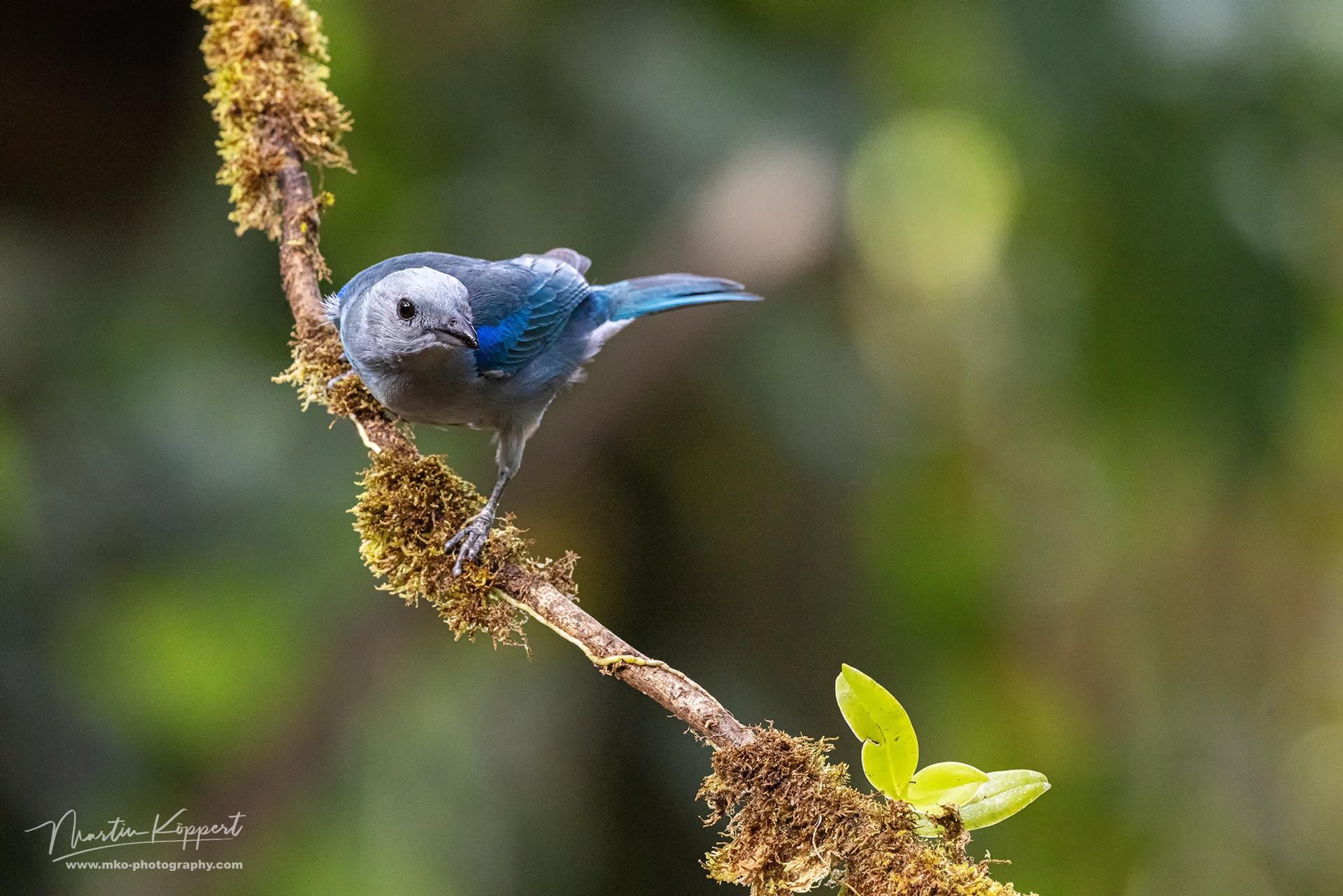 Blue-gray_Tanager_Costa_Rica