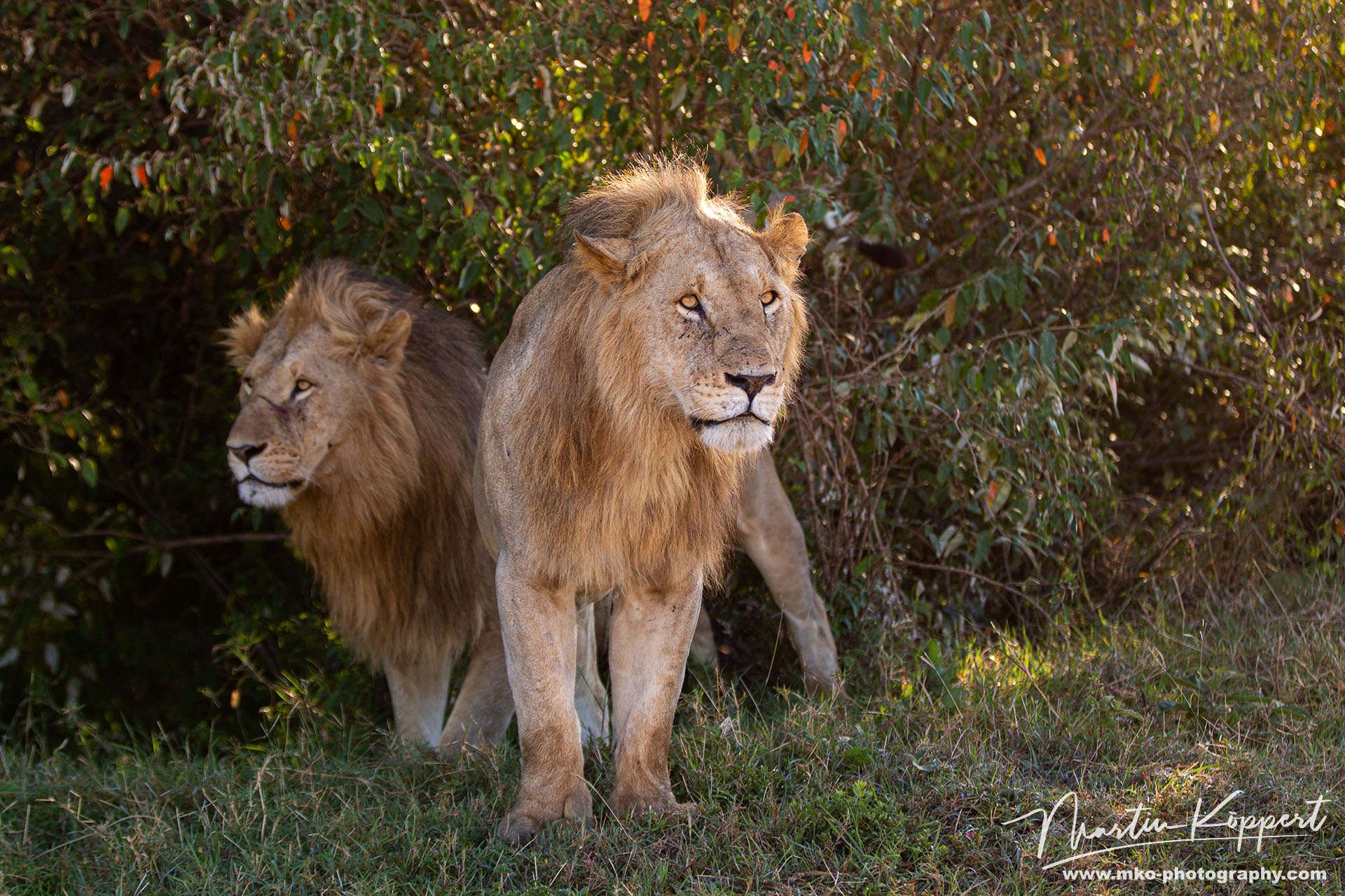 Lion Masai Mara South Kenya