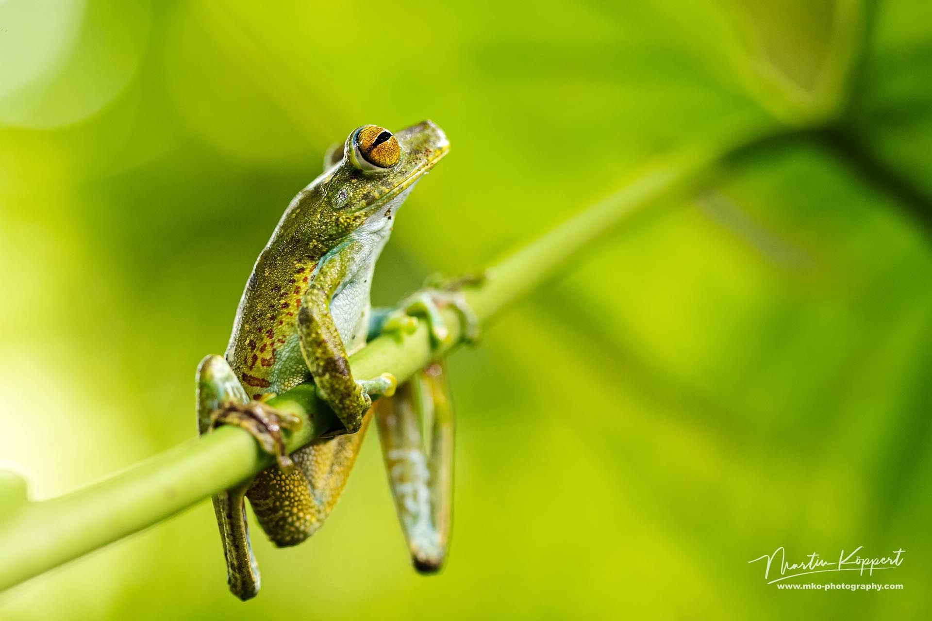 Palm_Tree_Frog_Choco_Ecuador