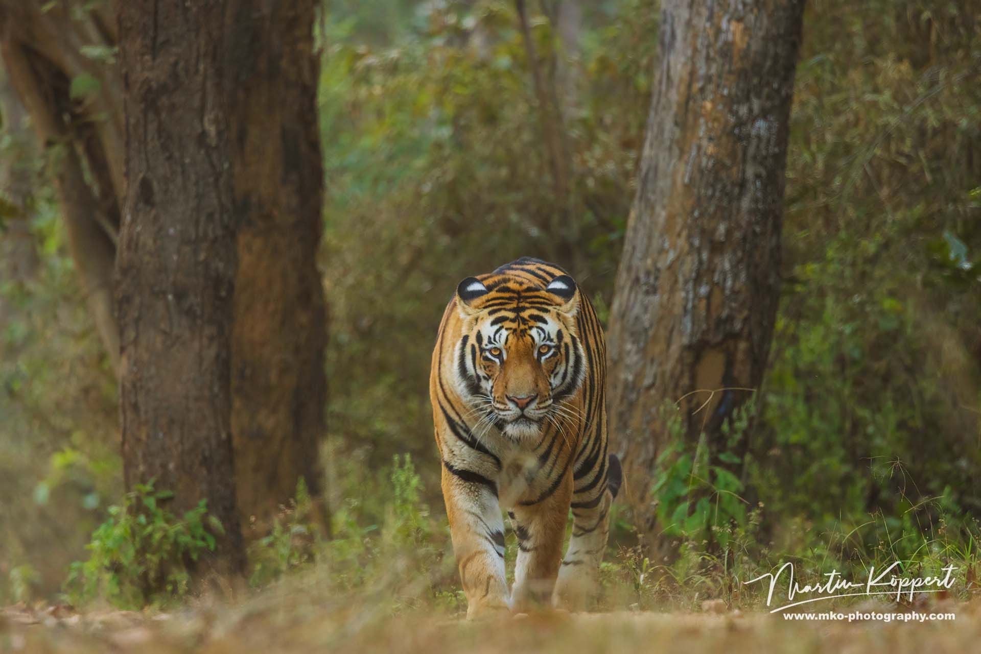 Bengal_Tiger_Panthera_tigris_tigris__Kanha_India