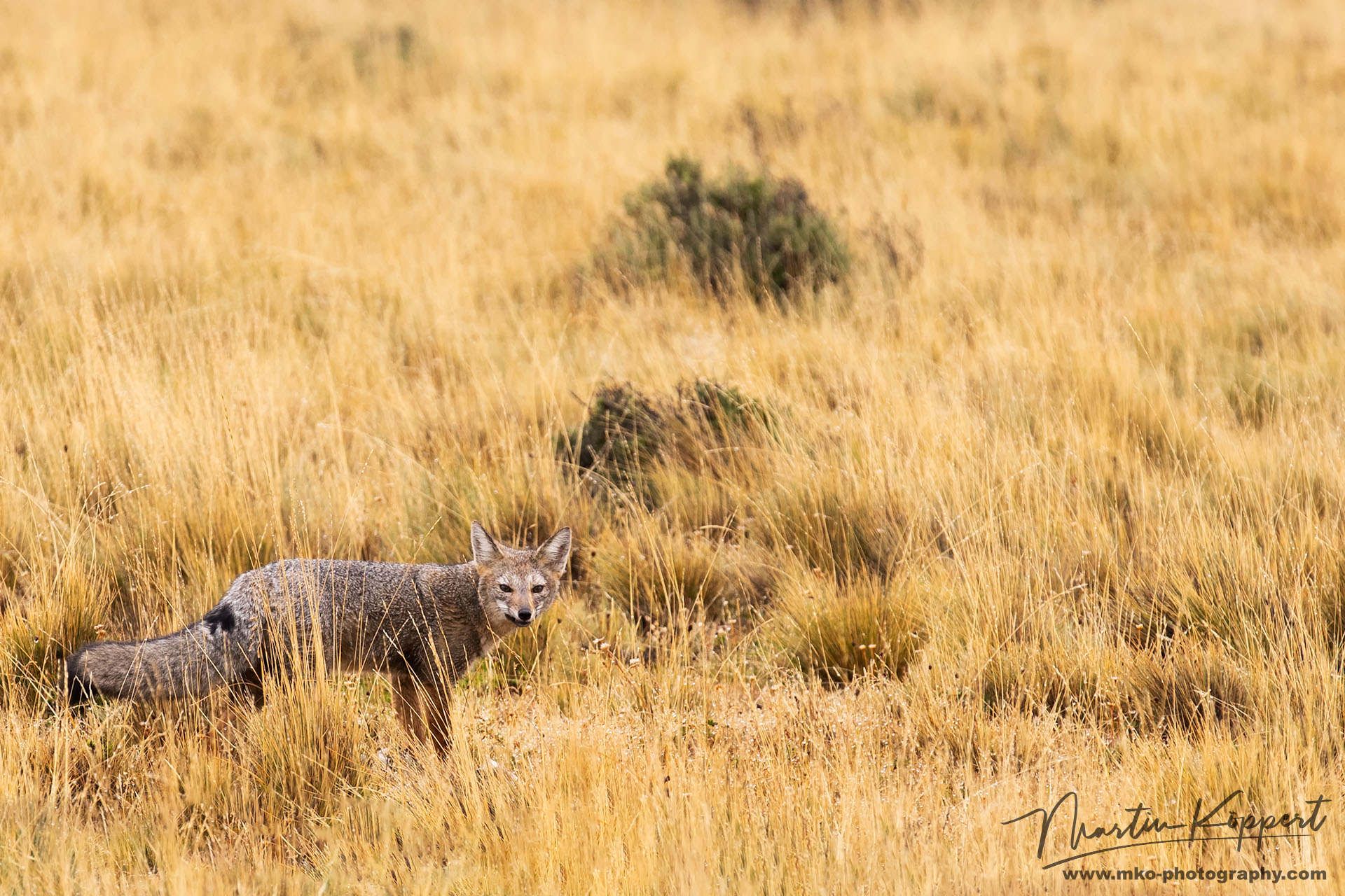 Patagonian Fox Tierra Fuego Southern Chile