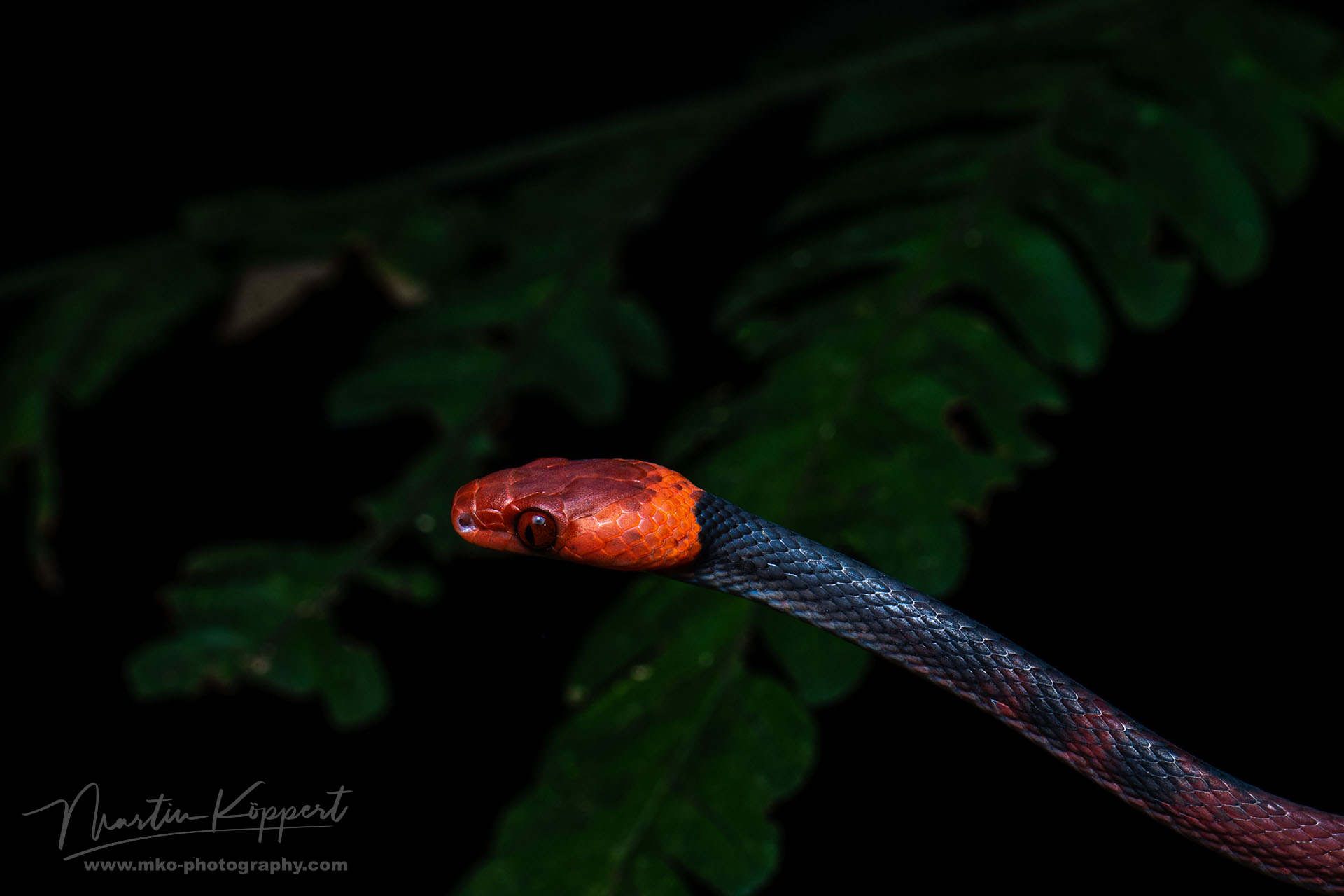 Red Eye Liana Snake Yasuni Amazon Ecuador