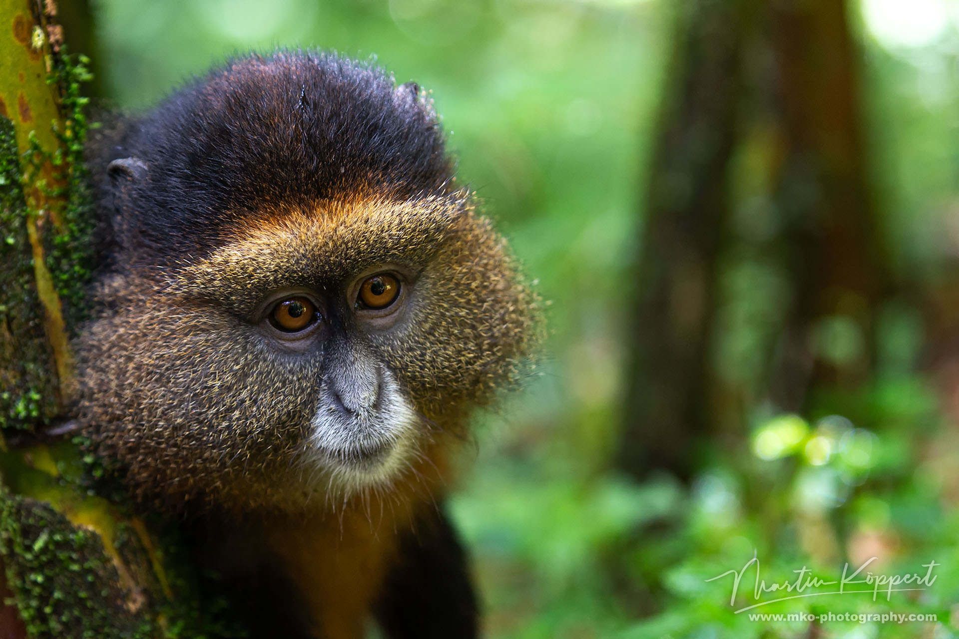 Golden Monkey Virunga NP Rwanda
