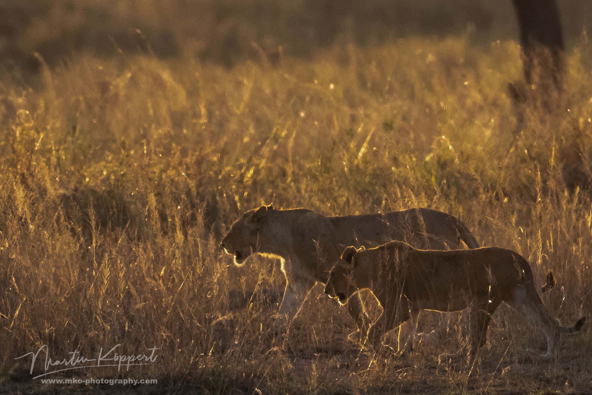 Lion Serengeti North Tanzania