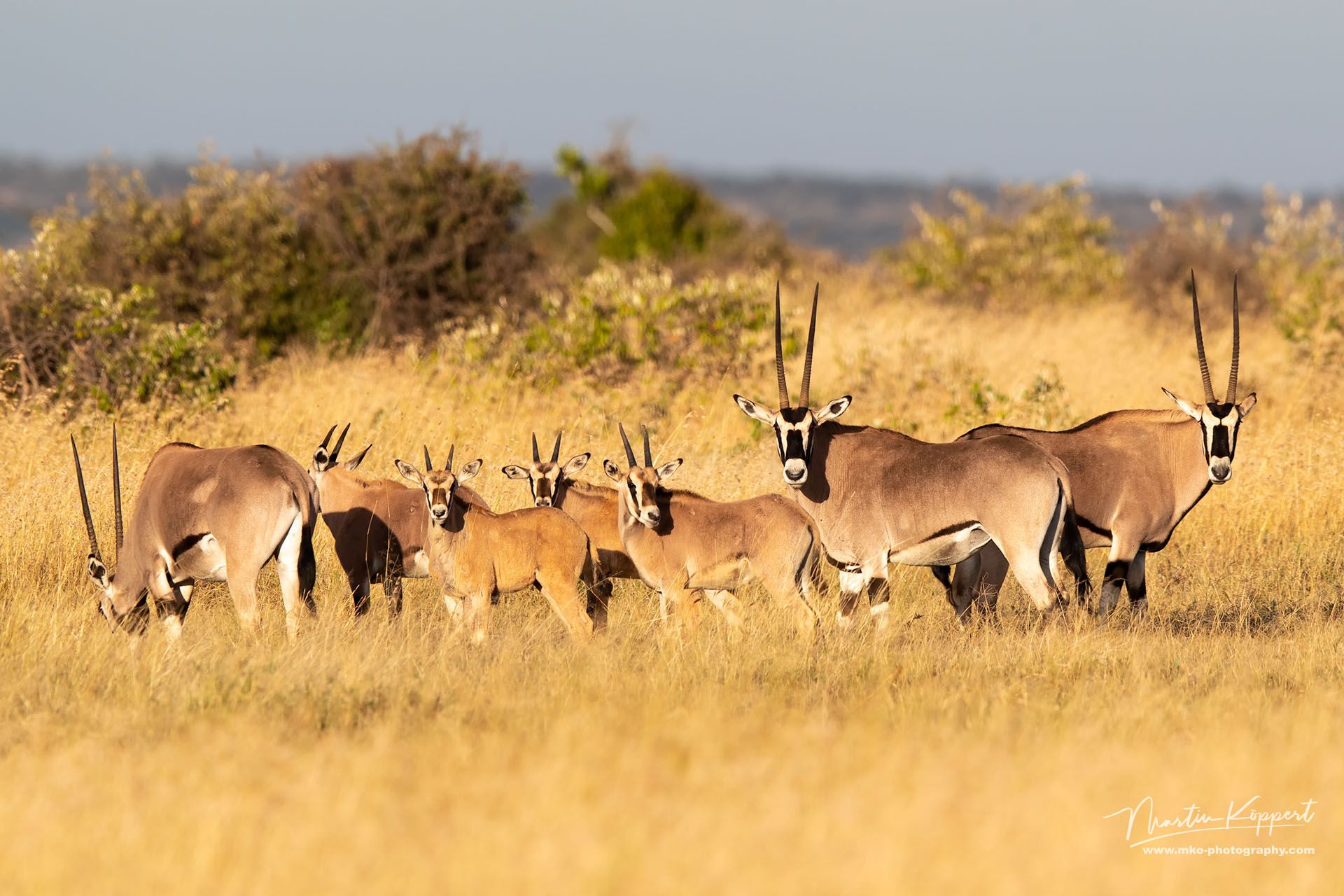 Orix Antilope Laikipia Plateau Central Kenya