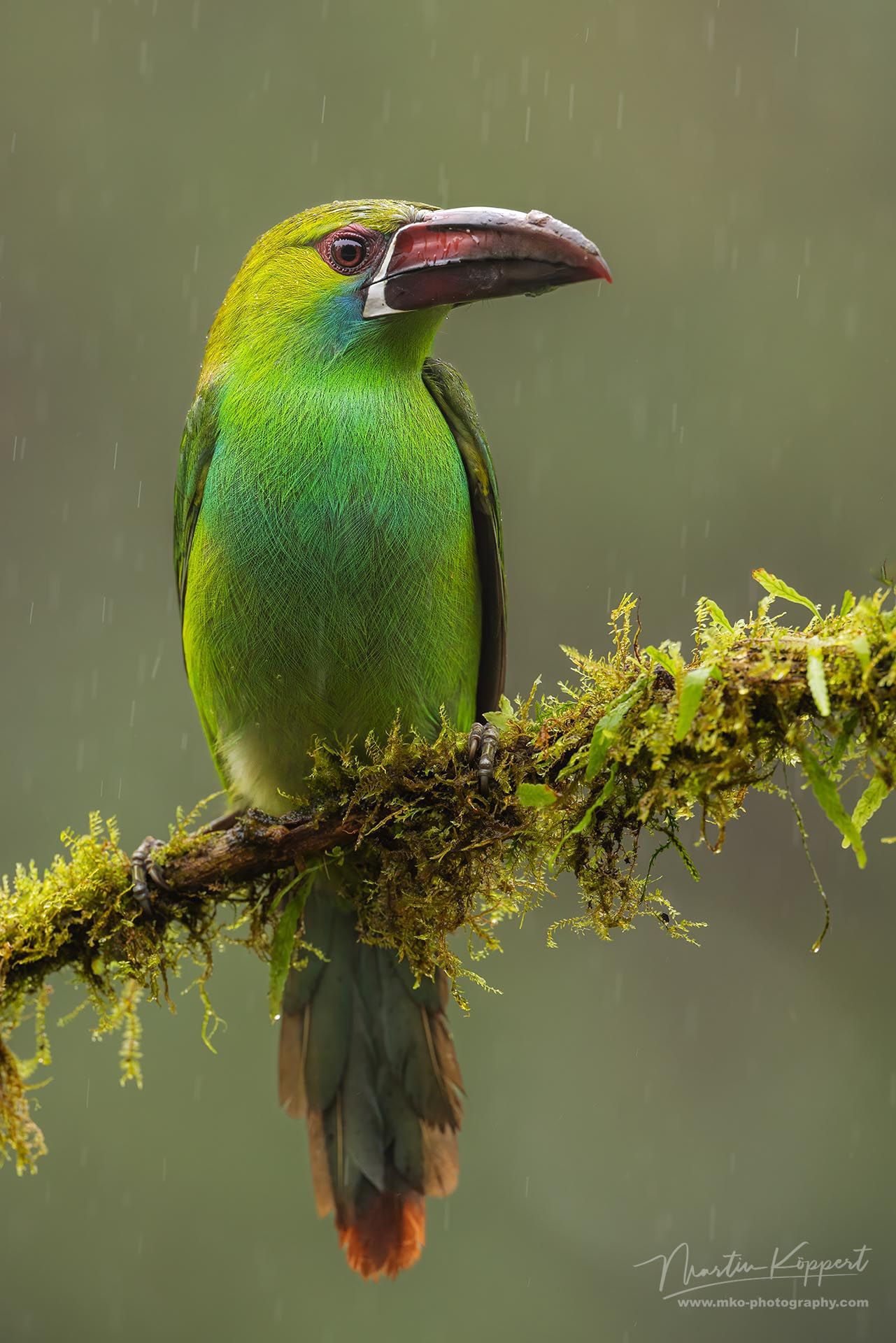 Crimson rumped toucanet_Choco Rainforest_Ecuador