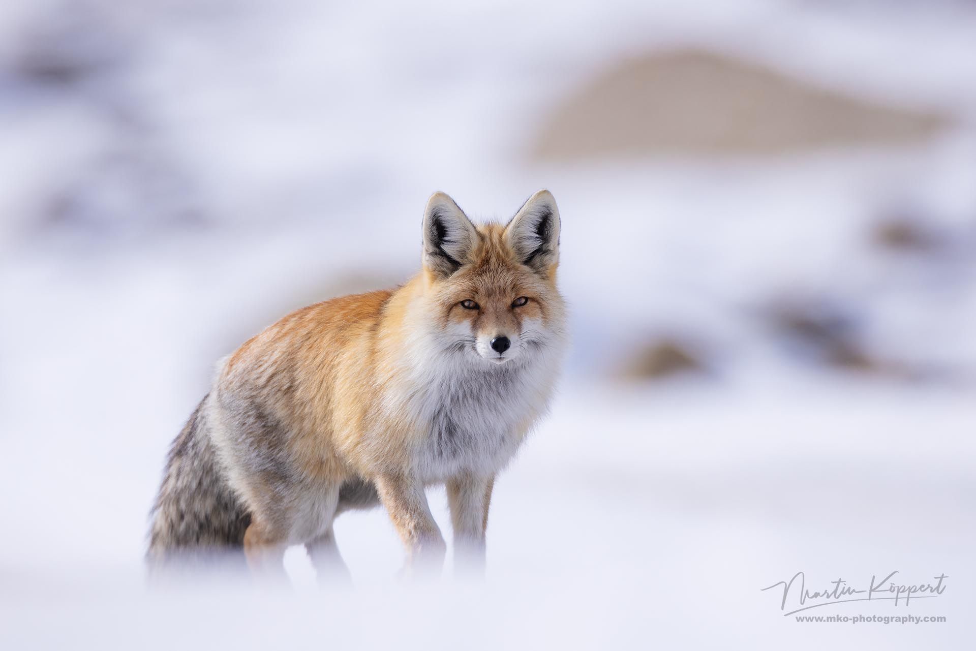 Red_Fox_Chemre_Valley_Ladakh_India